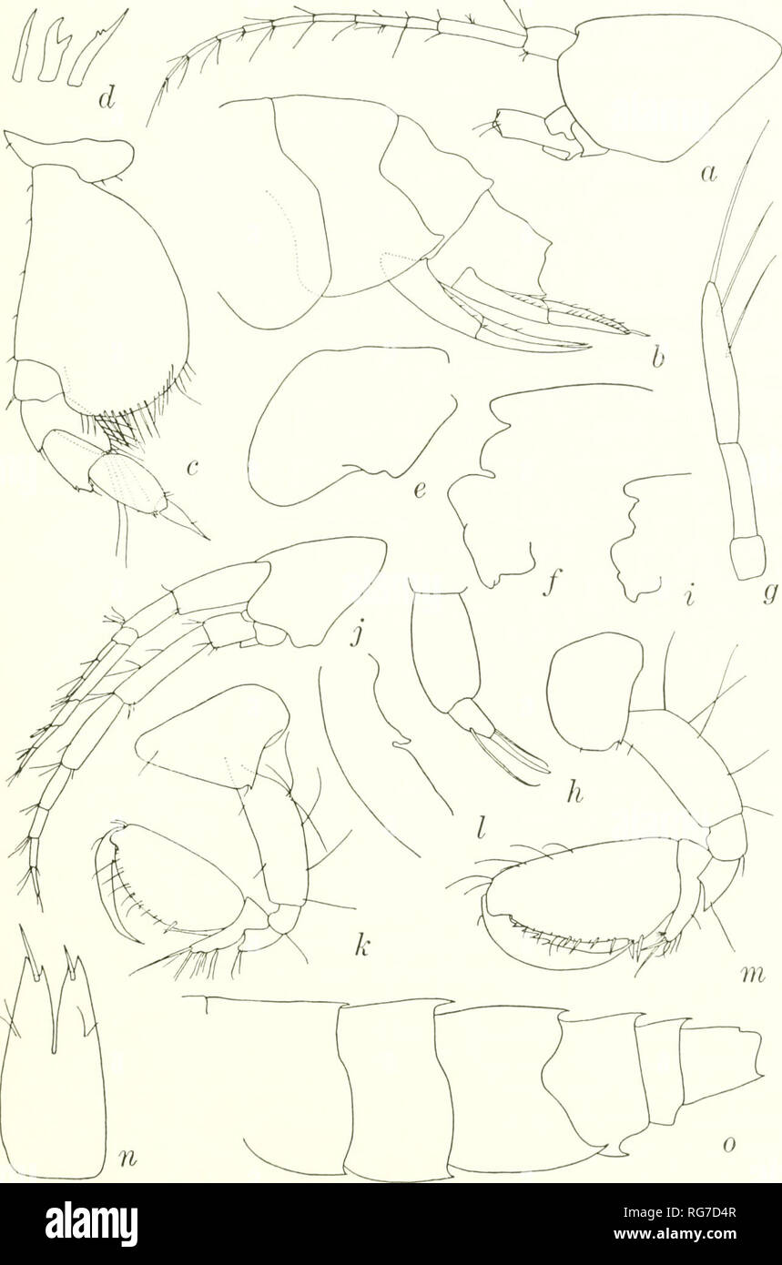 . Bulletin - United States National Museum. Science. GAMMARIDEAN AMPHIPODA. g, mandibular palp; h, maxillipedal palp articles 3,4, 4 with spine and two setae; i, com- parison of midsagittal cephalic section of specimen from southern California coastal shelf to figure f (same magnification). Liljeborgia cota J. L. Barnard, male, 3.9 mm, 7358: ;, head and antennae; k, gnathopod 1; /, base of dactyl of gnathopod 1; m. gnathopod 2; 71, telson; o, pleon.. Please note that these images are extracted from scanned page images that may have been digitally enhanced for readability - coloration and appea Stock Photo