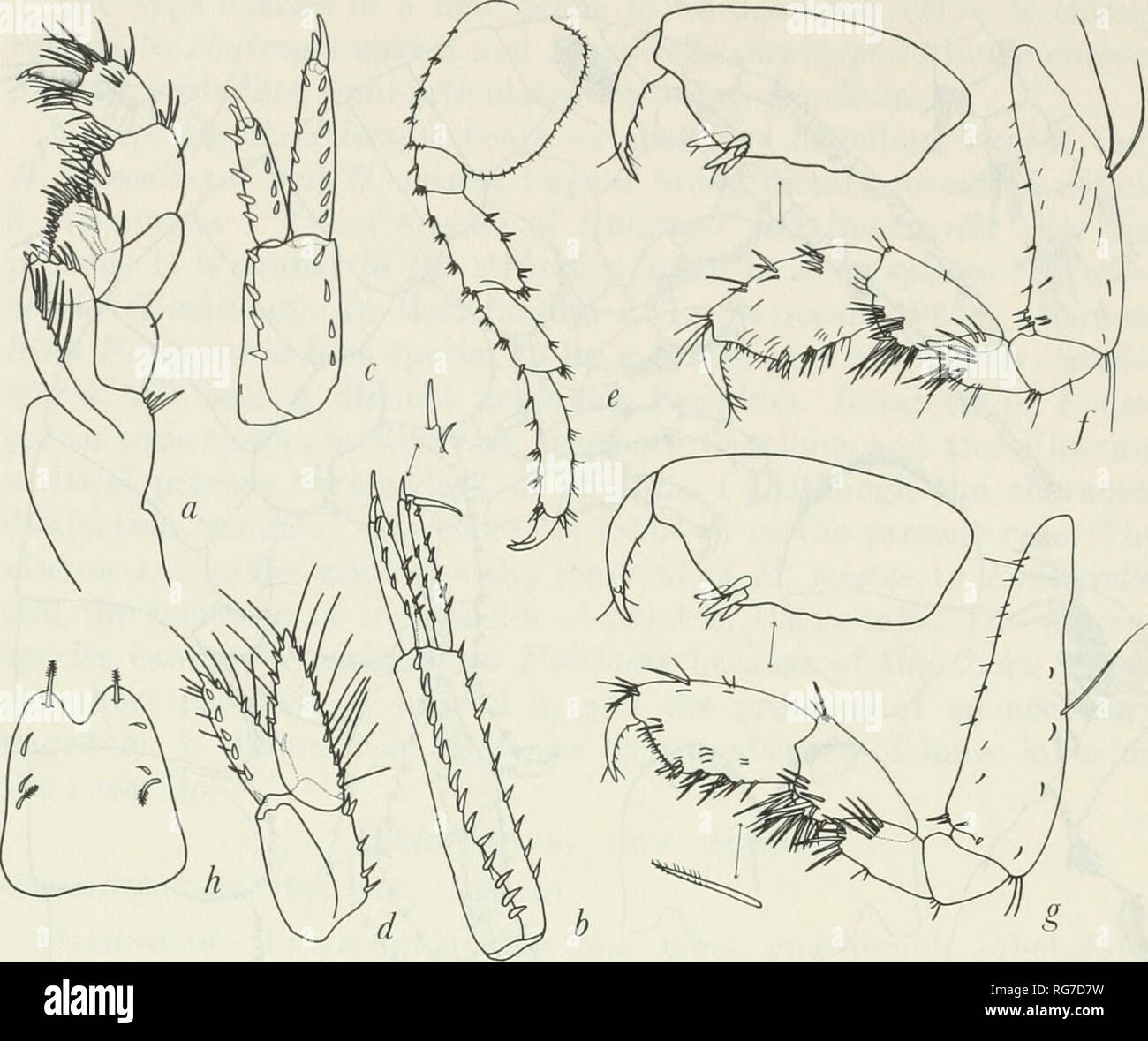 . Bulletin - United States National Museum. Science. 100 U.S. NATIONAL MUSEUM BULLETIN 258. Figure 10.—Oligochinus lighti, new genus, new species, female, 8.0 mm., station 42-G-3: a, maxilliped; b,c,d, uropods 1, 2, 3; e, pereopod 5;/,£, gnathopods 1, 2; h, telson. species (135 per sq. m.); algal holdfasts, scarce; coralline algae, scarce. cayucos: Phyllospadix-yelvetiid grid, abundant (568 per sq. m.); polychaete tubes and sponge, rare; sponge, rare, hazard cannon: kelp holdfasts, moderately abundant; algal turf on platform, most abundant (2677 per sq. m.); coralline algae, abundant; edge of  Stock Photo