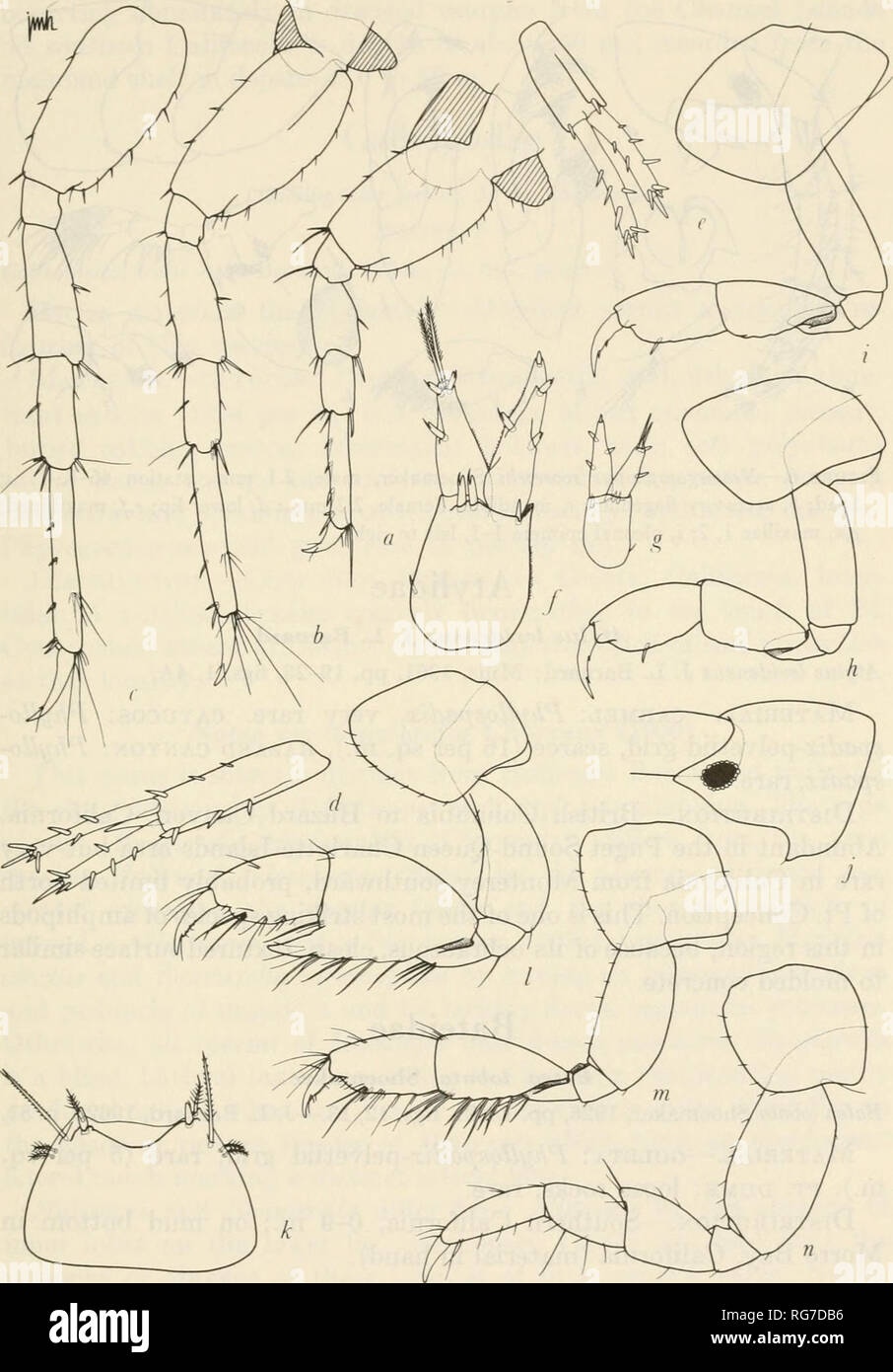 . Bulletin - United States National Museum. Science. GAMMARIDEAN AMPHIPODA 93. Figure 5.—Neomegamphopus roosevelti Shoemaker, female, 2.1 mm., station 46-K-l: a,b,c, pereopods 3, 4, 5; d,e,f,g, uropods 1, 2, 3, 3; h,i, gnathopods 1, 2, minus setae; ;', head; k, telson. Male, 2.1 mm.: l,m, gnathopods 1, 2; n, pereopod 2.. Please note that these images are extracted from scanned page images that may have been digitally enhanced for readability - coloration and appearance of these illustrations may not perfectly resemble the original work.. United States National Museum; Smithsonian Institution;  Stock Photo