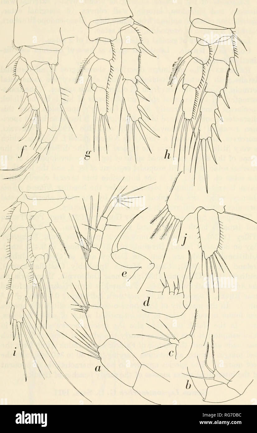 . Bulletin - United States National Museum. Science. COPEPODA FROM IFALUK ATOLLi 269. Figure 108.—Nitocra affinis Gurney, loc. 592, ad. ?: a, antennule; b, proximal part of antenna with exopodite; c, mandibular palp; d, maxilla; e, maxillipede;/, leg 1; g, leg 2; /i, leg 3; t, leg 4;;, leg 5. (X 460.). Please note that these images are extracted from scanned page images that may have been digitally enhanced for readability - coloration and appearance of these illustrations may not perfectly resemble the original work.. United States National Museum; Smithsonian Institution; United States. Dept Stock Photo