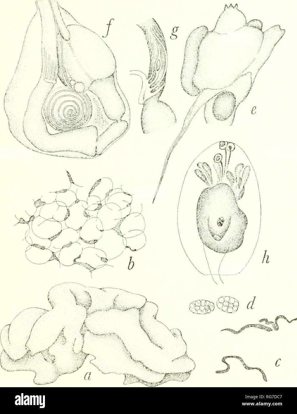 . Bulletin - United States National Museum. Science. PACIFIC TUNICATA OF U.S. NATIONAL MUSEUM 83 r' s. Figure 27.— Trididemnum savignii var. jolense (Van Name): a, colony from Florida; b, pigment cells found between the bladder cells, Palau specimen; c, pigment cells from type specimen of Didemnopsis jolense Van Name, X 400; d, granular cells from the same specimen, X 400; e, left side of contracted thorax of zooid of a colony from Gilbert Islands, sta. GOC-55, X 100; /, abdomen of zooid of colony from Gilbert Islands, sta. GOC-41, X 100; g, circumintcstinal gland of a zooid of a colony from  Stock Photo