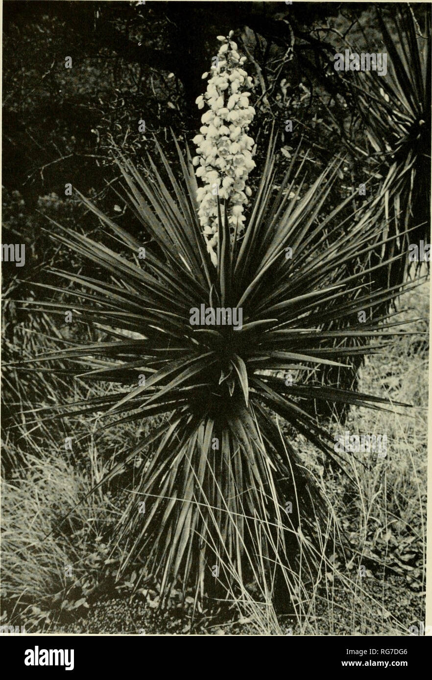 . Bulletin - United States National Museum. Science. 114 U.S. NATIONAL MUSEUM BULLETIN 2 55. Figure 1.— Yucca schottii, height approx. 5 ft., a member of the section Sarcocarpa, Chiricahua Mts., 5300 ft., 2 miles north of Paradise, Ariz, (photographed July 8, 1964).. Please note that these images are extracted from scanned page images that may have been digitally enhanced for readability - coloration and appearance of these illustrations may not perfectly resemble the original work.. United States National Museum; Smithsonian Institution; United States. Dept. of the Interior. Washington : Smit Stock Photo