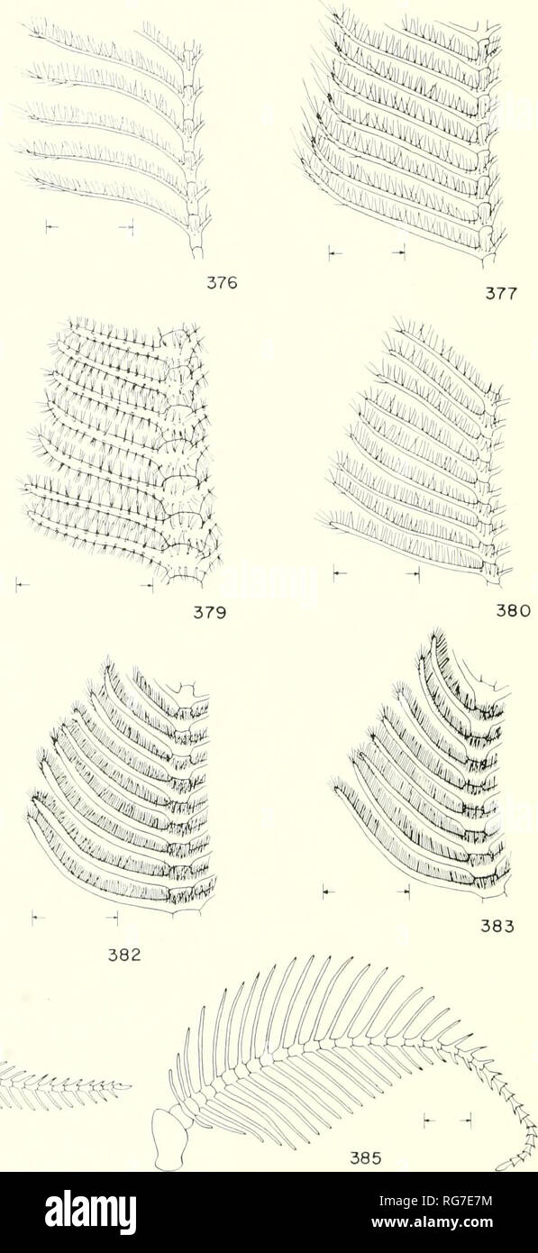 . Bulletin - United States National Museum. Science. u H. Figures 375-385.—Antennae: 375, Astala confederata: 376, Hyaloscoles fumosa, paratype; 377, Basirladus tracyi; 378, Culoneura fra&lt;^ilis; 379, Thanatopsyche canescens; 380, Animula limpia; 381, Biopsyrbe apicalis; 382, Oikelicus kirbyi; 383, Thyridopteryx ephemerarfdrmis: 384, 0. icr^nV 385, (9. geyeri. (Scale—0.5 mm.). Please note that these images are extracted from scanned page images that may have been digitally enhanced for readability - coloration and appearance of these illustrations may not perfectly resemble the original work Stock Photo