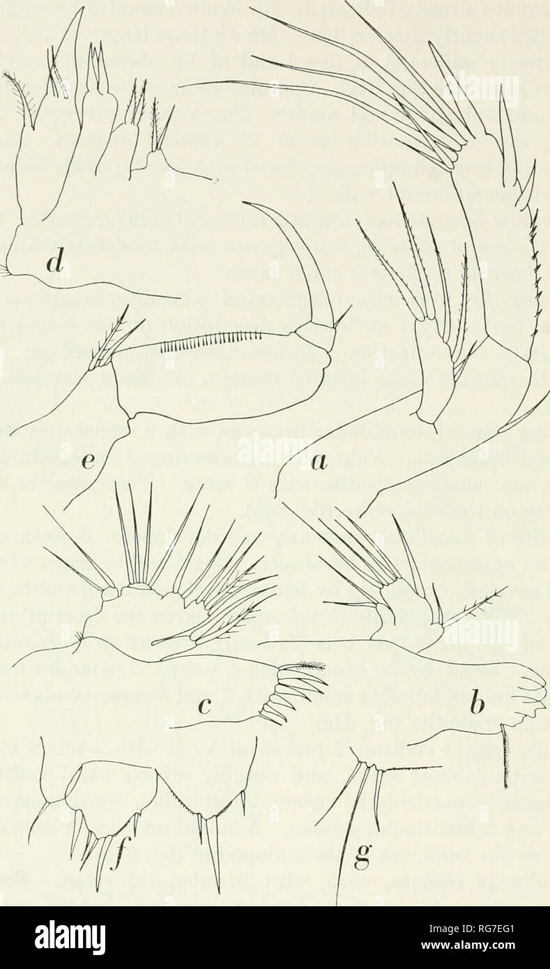 . Bulletin - United States National Museum. Science. 166 U.S. NATIONAL MUSEUM BULLETIN 23 6. Figure 61.—Eudactylopus fasciatus Sewell, loc. 81-A-3-d, cf cop. st. V: a, antenna; b, mandible; c, maxillule; (f, maxilla; &lt;?, maxIUipede;/, leg 5;g, leg 6. {a-e, X460 ;/, g, X 275.) elongate, slightly longer than whole exopodite, with seta halfway along internal margin and apical seta. 2nd endopodal segment small, with 2 unequal, curved claws and fine seta.. Please note that these images are extracted from scanned page images that may have been digitally enhanced for readability - coloration and a Stock Photo