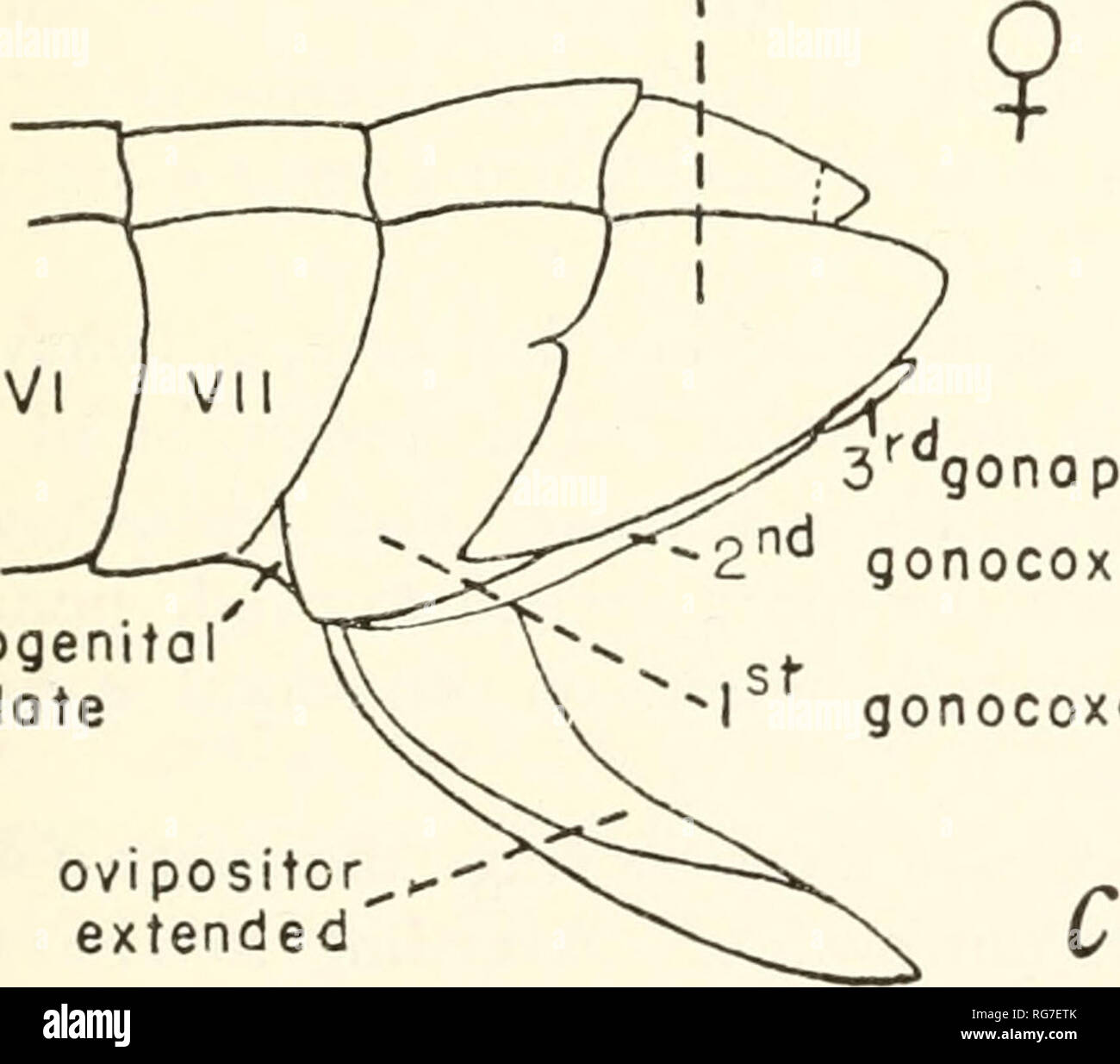 . Bulletin - United States National Museum. Science. - -rrjrr rJJ--&quot;-J&quot; parameres --proctiger —pygophore 9th paratergite i. 3r gonapophysis subgenital plate -2™ gonocoxopodite gonocoxopodite ovipositor^,, •- extended Figure 1.—Structures used in classification: a, Stephanitis ligyra Drake, lateral aspect; b, Tingis cardui (Linnaeus), ventral aspect of cf genital capsule; c, same, lateral aspect of 9 genital segments. Cryptic coloration enters into the living picture in various ways. In the species of many genera, the paranota and elytra are broadly produced outwardly beyond the body Stock Photo