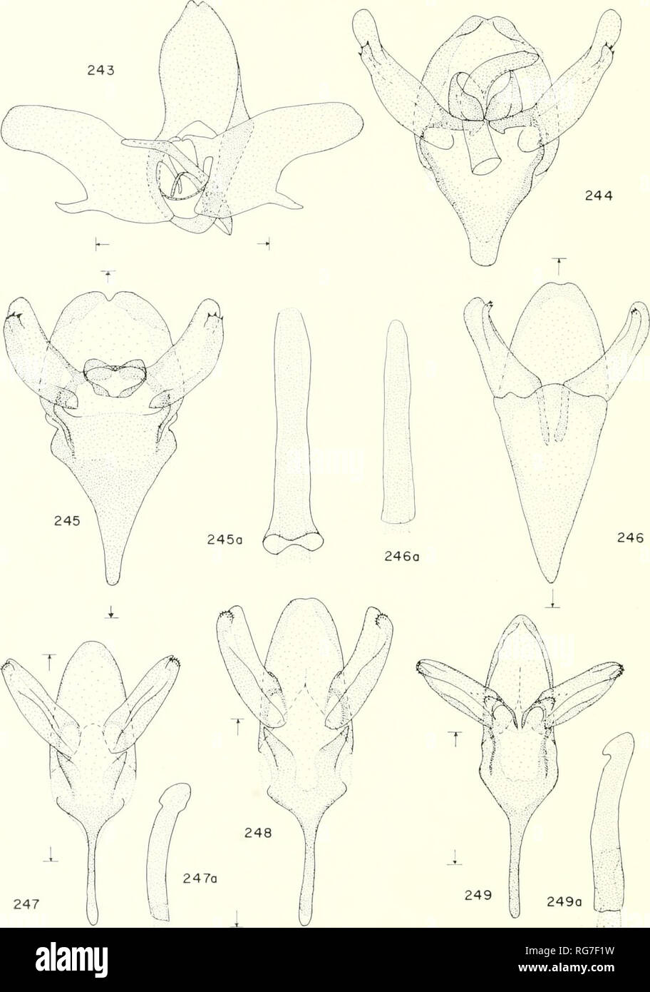 . Bulletin - United States National Museum. Science. 202 U.S. NATIONAL MUSEUM BULLETIN 2 44. Figures 243-249a.—Male genitalia: 243, Solenohia zcalshella; 244, Fumaria casta (same scale as fig. 245); 245, Epichnoplerix pulla; 245a, aedeagus; 246, Apterona crenulella (Europe); 246a, aedeagus; 247, Prochalia pygmaea; 247a, aedeagus; 248, Zamopsyche commentella; 248a, aedeagus; 249, Naevipenna aphaidropa, type; 249a, aedeagus. (Scale = 1 mm.). Please note that these images are extracted from scanned page images that may have been digitally enhanced for readability - coloration and appearance of th Stock Photo