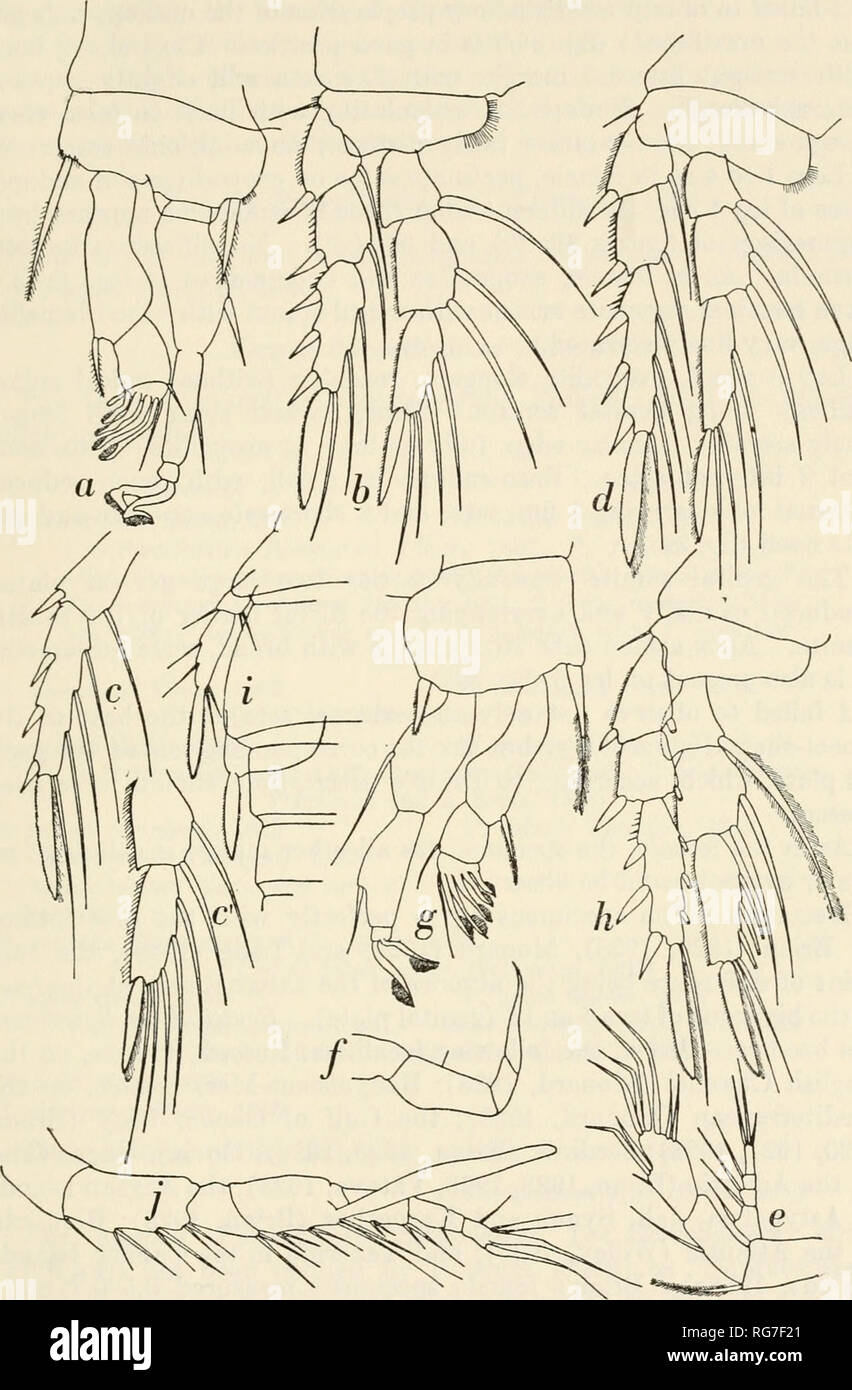 . Bulletin - United States National Museum. Science. COPEPODA FROM IFALUK ATOLL 117. Figure 39.—Scutellidium ligusticum (Brian), loc. 591, ad. ?: a, leg 1; b, leg 2; c, exopoditeof leg 3, segments 2 and 3; c', endopodite of leg 3, segments 2 and 3; d, leg 4; loc. 588, ad. cf: e, antenna;/, maxillipede; g, leg 1; h, leg 3; i, right part of genital somite with legs 5 and 6, ventral view; ;', antennule. (X 420.). Please note that these images are extracted from scanned page images that may have been digitally enhanced for readability - coloration and appearance of these illustrations may not perf Stock Photo