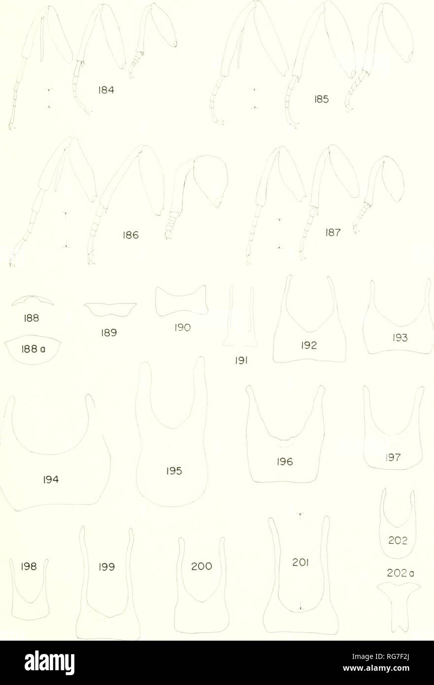 . Bulletin - United States National Museum. Science. BAGWORM MOTHS OF THE WESTERN HEMISPHERE 199. Figures 184-202a.—Legs and ei,L'hih ahJominal stcriiiies of male: 1S4, Oikeiicus geyeri; 185, 0. kirbyi; 186, 0. zihuatanejeusis: 1S7, Thyridopteryx t-pht-nu'ratinrmis; 188, Solenobia zvabhella, 8th sternite; 188a. 8tli tergiie; 189, Fumaria casta: V)0, Epichnopterix pulta; 191, ApteronacTenulella (P^urnpe); 192, Prochalia pygnuu-a; 193, Zawopsycheconimentella; 194, Naevipenna aphaidropa; 195, Cryptothelea ntrinanu-nsis; 196, C. -walsoni; 197, C. macleayi, type; 198, C. symmicta: 199. C. cmigrrgal Stock Photo