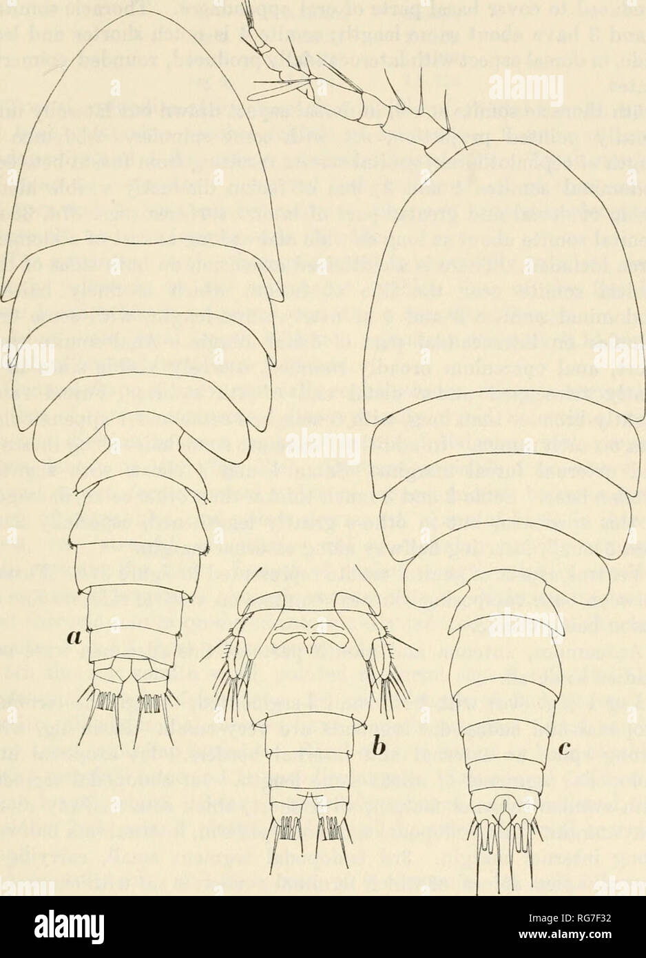 . Bulletin - United States National Museum. Science. COPEPODA FROM IFALUK ATOLL 113. Figure 37.—Scutellidiuvi ligusticum (Brian), loc. 591, ad. 9: a, whole animal, dorsal view; h, abdomen and 5th legs, ventral view; loc. 588, ad. cf: c, whole animal, dorsal view. (X 305.) nules (fig. 38a). Rostrum points obliquely forward and downward. Length of cephalic somite IK times combined lengths of thoracic somites 2 to 4. Epimeral plates of somites 2 to 4 well produced laterally to cover insertion of legs; lateral part of cephalic somite also. Please note that these images are extracted from scanned p Stock Photo