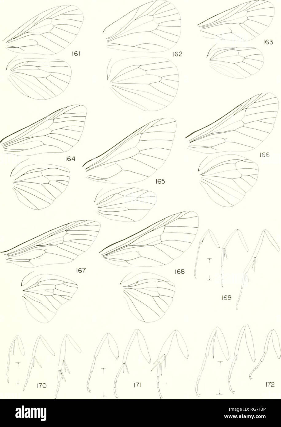. Bulletin - United States National Museum. Science. BAGWORAI MOTHS OF THE WESTERN HEMISPHERE 197. Figures 161-172.âWins venation and IeÂ£;s: 161, Ilyaloscotes pithopot-ra; 162, Basirhidus tracyi; lCi3, Coloneura fragilis: 164, ThanaU,psyche canescens; 165. Aiumula liinpia: 166, Biupsyche apicalis; 167, Oiki-ticus kirbyi; l^i8, T/iyri.lopleryx rplifnirrih'furmis: 169, Sulenobia â icalshella; 170, Fumaria casta; 171, Kpicbnuplerix pulla; 172, Pmchalia pygmaea. (Figs. 169-172, scale=l mm.). Please note that these images are extracted from scanned page images that may have been digitally enhanced Stock Photo