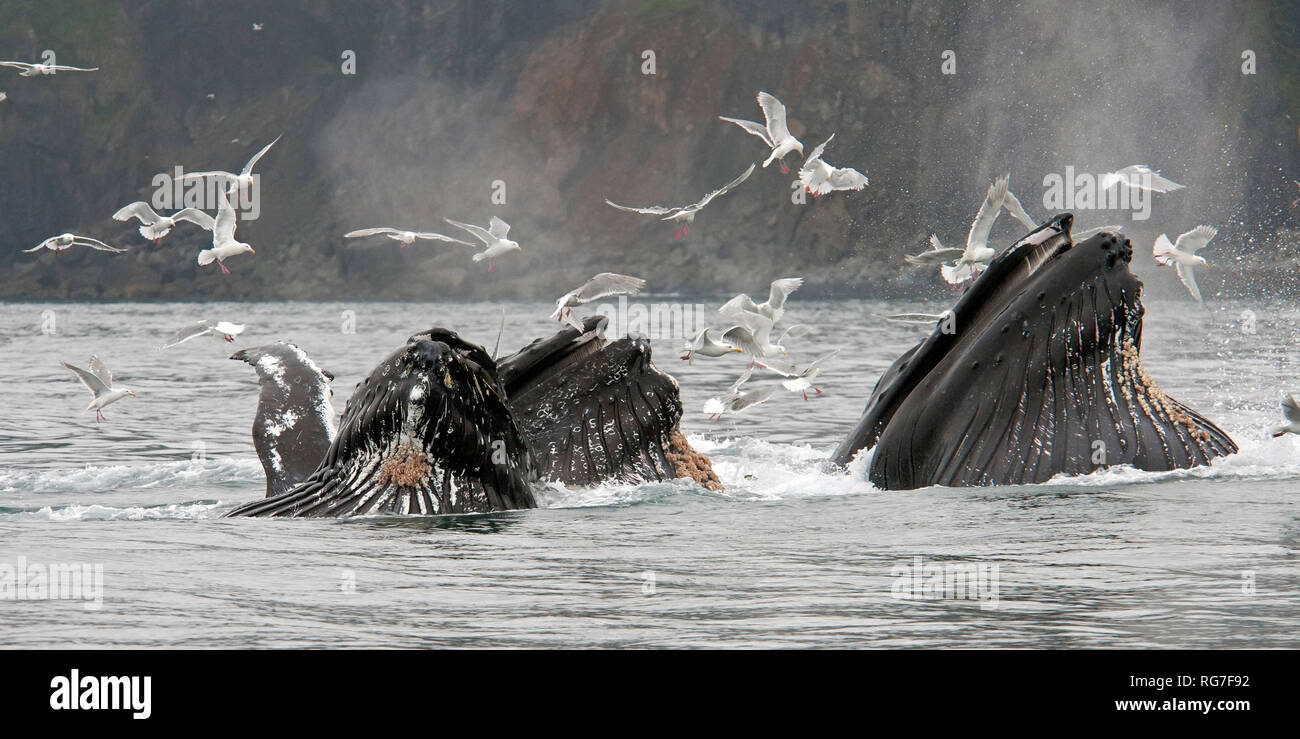 Humpback whales feeding in Alaskan waters Stock Photo