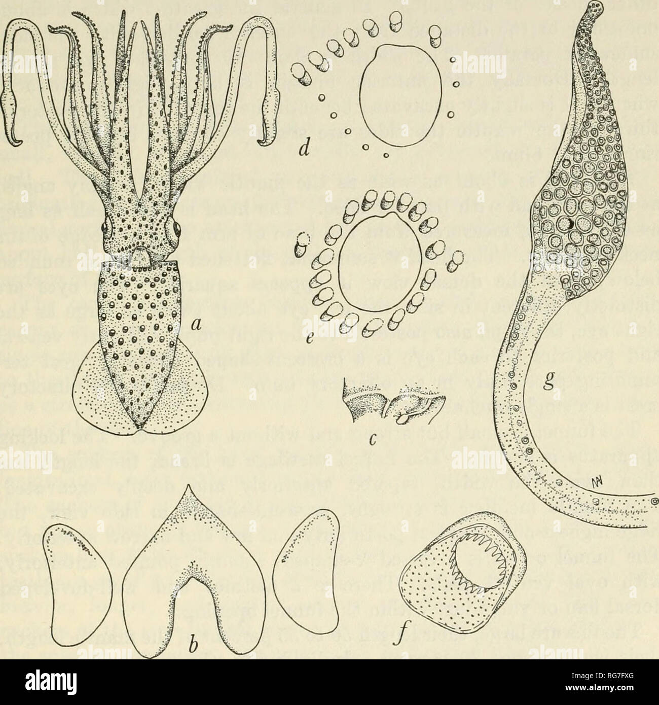 . Bulletin - United States National Museum. Science. CEPHALOPODS OF THE PHILIPPINE ISLANDS 119 south as Cape Horn. Sasaki represented it from Japan and Castro de Elera recorded it from Luzon and Cebu, Philippines. Celebes! Family Histioteuthidae Calliteuthis celetaria pacifica Voss, 1962 Figure 26 Calliteuthis celetaria pacifica Voss, 1962, p. 174. HoLOTYPE.—1 9, ML 74.0 mm., Sta. D5564, Dammi Id. between Jolo and Tawi Tawi, 432 m., 52.3° F, Sept. 21, 1909; USNM 575453. Paratypes.—2 99, ML 52.0-33.0 mm., Sta. D5589, Mabul Id., Borneo, 494 m., 45.7° F, Sept. 29, 1901; USNM 575457. 1 9, ML. Figu Stock Photo