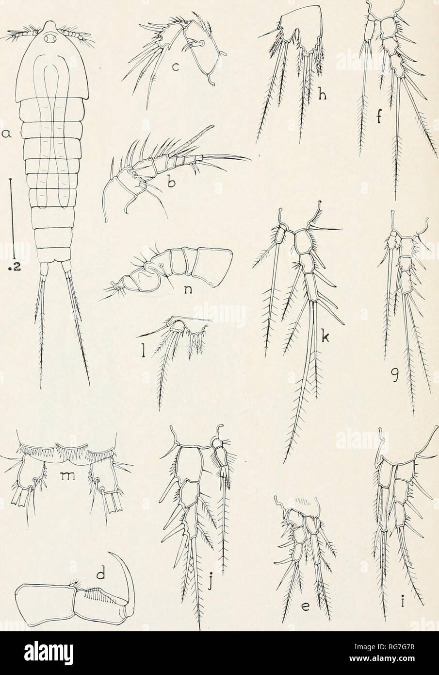 . Bulletin - United States National Museum. Science. U. S. NATIONAL MUSEUM BULLETIN 158 PLATE 7. Attheyella bicolor. New Species a, Female, dorsal; 6, first antenna; c, second antenna: d, maxilliped; e, first leg; /, third leg; g, fourth leg; h, fifth leg; i, male, first leg; j, third leg; k, fourth leg; /, fifth leg; m, caudal rami; n, first antenna.. Please note that these images are extracted from scanned page images that may have been digitally enhanced for readability - coloration and appearance of these illustrations may not perfectly resemble the original work.. United States National M Stock Photo