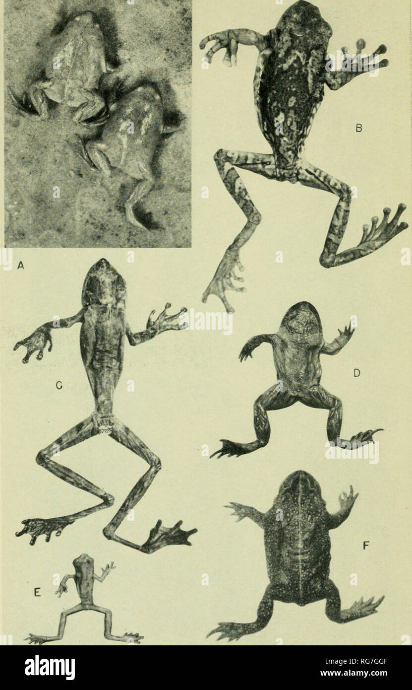 . Bulletin - United States National Museum. Science. U. S. NATIONAL MUSEUM BULLETIN 206 PLATE 34. Stereocyclops incrassatus (photographed by A. de Carvalho, X H): a, Hving frogs from Caxias, Rio de Janeiro. Trachycephalus nigromaculatus (MHNP 4609, type; X }9: B, dorsum. Hyla langsdorffii (MHNP 4634, type; X &gt;0: c, dorsum. Cycloramphus fulginosus (MHNP 750, X ]4): d, dorsum. Hyla goughi (BM 1911.9.8.5, type; X Ya): E, dorsum. Bufo d'orhignyi (MHNP 4960, type; X ]â {)â â f, dorsum.. Please note that these images are extracted from scanned page images that may have been digitally enhanced for Stock Photo