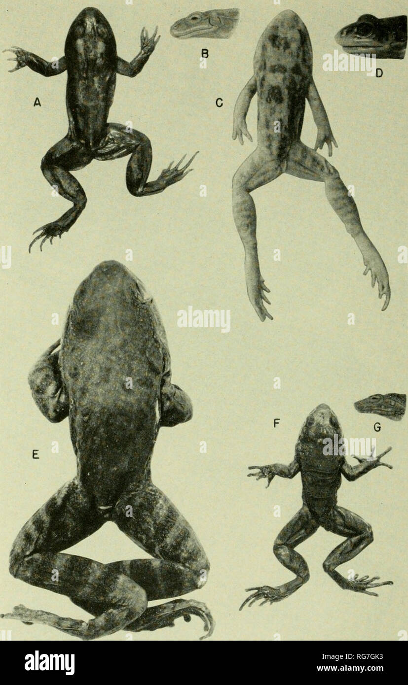 . Bulletin - United States National Museum. Science. U^ S NATIONAL MUSEUM BULLETIN 206 PLATE 30. Leptodactylus troglodytes (USNM 97048, X Jio): a, dorsum; b, profile. L. troglodytes (photo- graph from Liitz Coll.); c, dorsum; d, profile. Megaelosia goeldii (MRHN IG 9308, reg. 74, type of FAosia viassarti de Witte; X %): e, dorsum. M. goeldii (USNM 96763, X ^lo): F, dorsum; g, profile.. Please note that these images are extracted from scanned page images that may have been digitally enhanced for readability - coloration and appearance of these illustrations may not perfectly resemble the origin Stock Photo