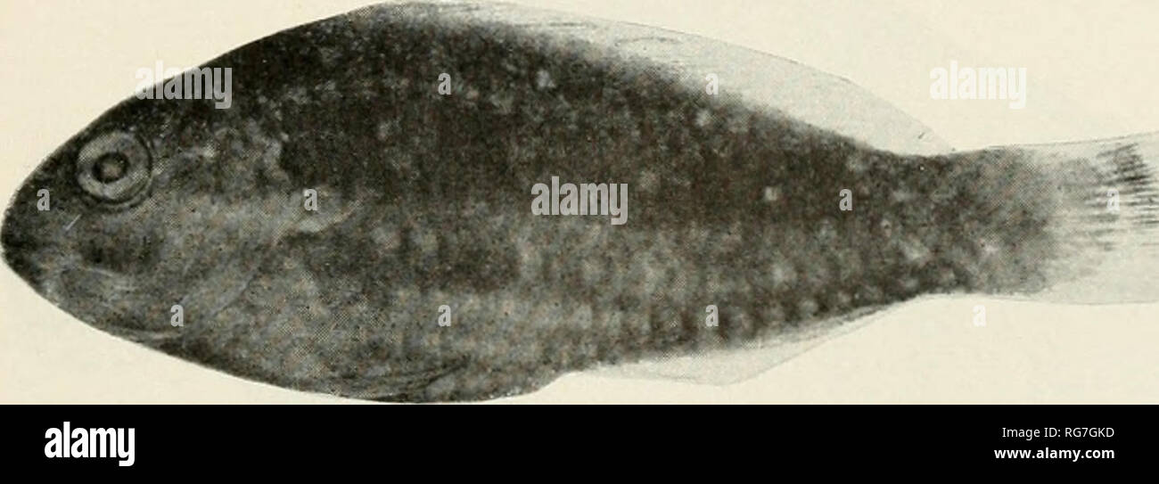 . Bulletin - United States National Museum. Science.  Sparisoma axillaris after Steindachner (Sitzuni;sb. Akad. W iss. U icn, vol. 77. pi. 3 'l878)- B S chryu&gt;pterunu after S. elongatuvi (Meek and Hildebrand. Marine fishes of Panama,'vol. 3, pi. 74, tig. 2, 1928); C, S. rubripinnae, USNM 144890, half K-rown; D, S. rubripinnae, USNM 118956, young.. Please note that these images are extracted from scanned page images that may have been digitally enhanced for readability - coloration and appearance of these illustrations may not perfectly resemble the original work.. United States National Mu Stock Photo