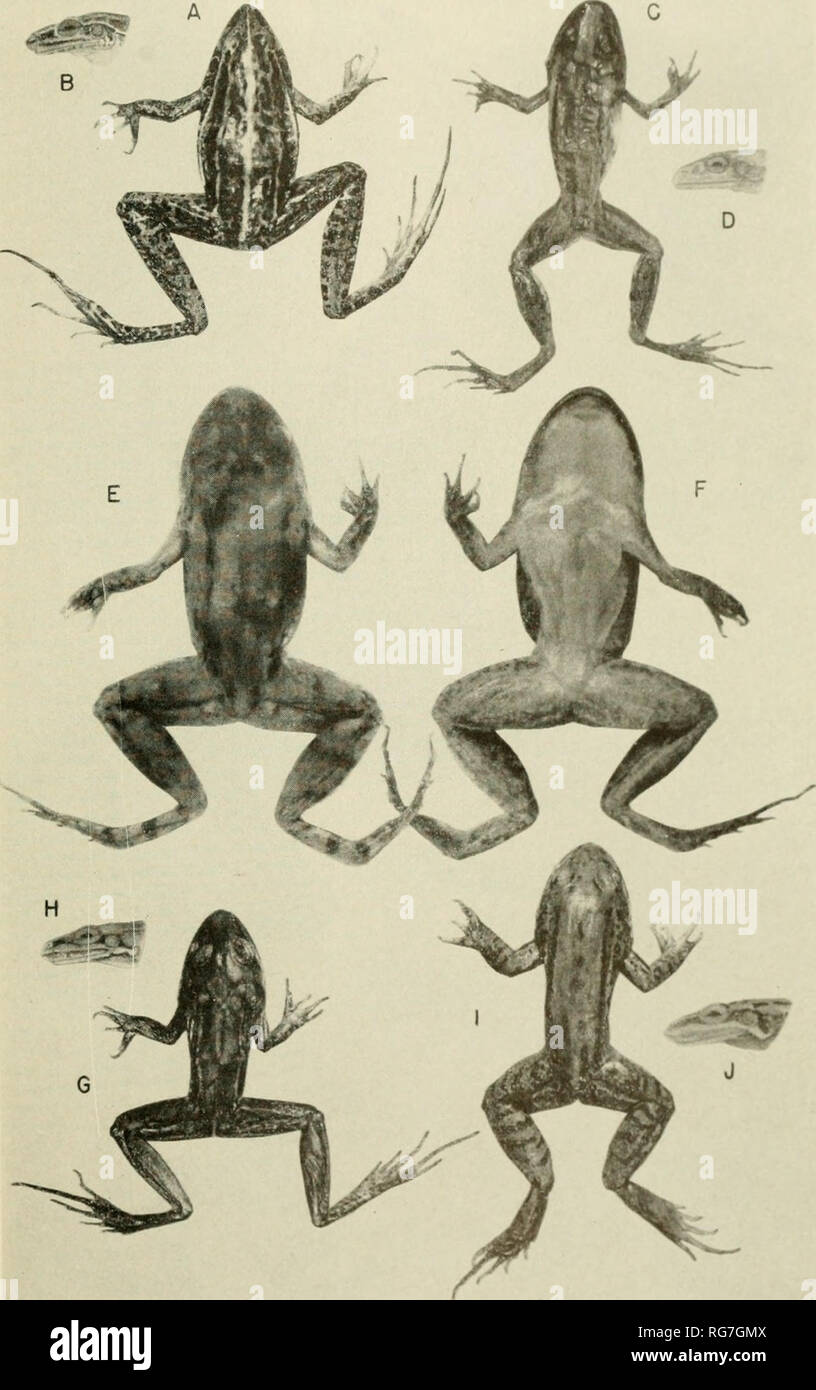 . Bulletin - United States National Museum. Science. U S NATIONAL MUSEUM BULLETIN 206 PLATE 27. Leptodactylus gracilis (USNM 96(.14. .. â â,): a, dorsum; b, profile. L manmratus (USNM 96947 X UO- c, dorsum; d, profile. L. marmoratus (USNM S11..2, cotype of L tn- vinatu. A. Lut7., X 2): E, dorsum; r, venter. L. mystac.us (USNM 99120. â¢ ^ ^: &lt;;, dorsum; H, profile. Z,. mystacinus (USNM 99121, X 'fs): i, dorsum; j, profile.. Please note that these images are extracted from scanned page images that may have been digitally enhanced for readability - coloration and appearance of these illustrati Stock Photo