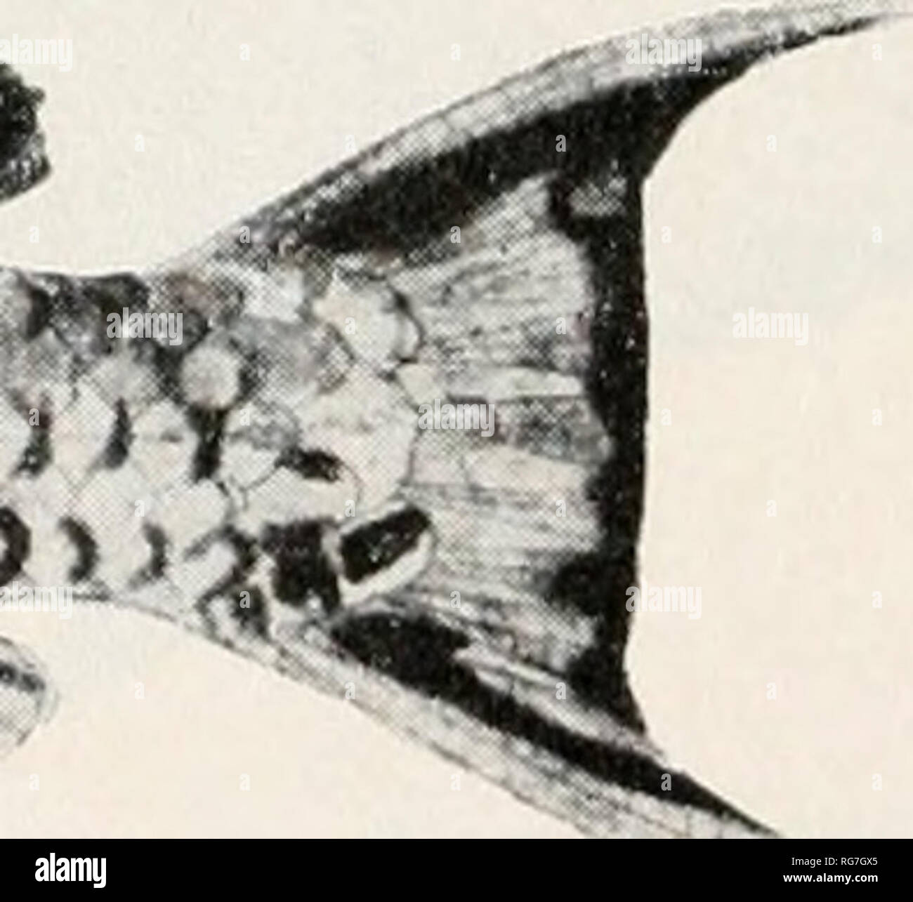 . Bulletin - United States National Museum. Science. A Scarus scaber, after C. zonularis Jordan and Scale (Bull. U. S. Bur. Fish., vol. 25, fig. 60, 1906); B, S. oviceps, after Kodachrome by John Randall; C, S. niger, photograph of Philip- pine Albatross color drawing; D, S. madagascariensis, after Steindachner (Sitzb. Akad. VViss. Wien , vol. 96, pt. 1, p. 61, pi. 2, fig. 1, 1887); E, S. africanus (Smith), after J. L. B. Smith (Mem. Mus. Dr. Alvaro de Castro, No. 3, fig. 26, 1955).. Please note that these images are extracted from scanned page images that may have been digitally enhanced for  Stock Photo