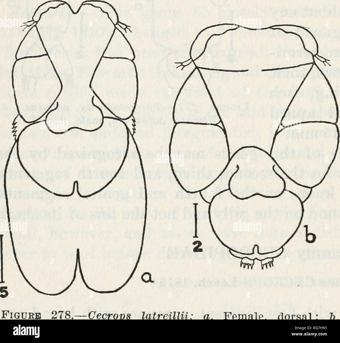 Bulletin - United States National Museum. Science. 442 BULLETIN 15 8,  UNITED STATES NATIONAL MUSEUM mer without dorsal plates, the latter without  ventral lobes, and twice as wide as long; legs