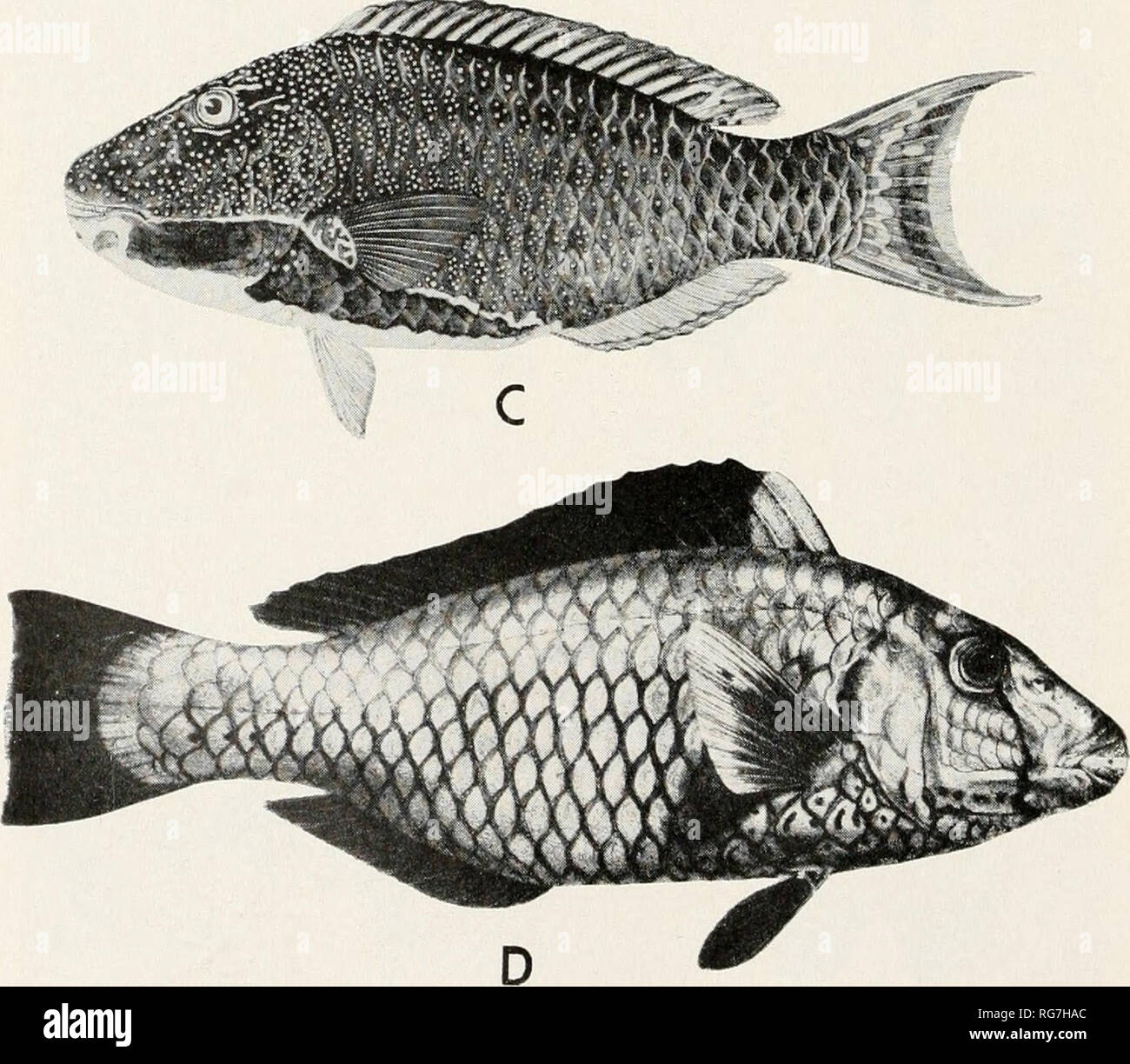 Bulletin - United States National Museum. Science. A, Scarops  ruhroviolaceus, photograph of Philippine Albatross color drawing, USNM  112219; B, S. jordani, after Jordan and Evermann (Bull. U. S. Fish Comm.,  vol.