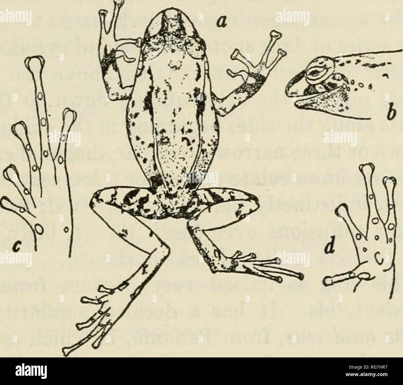 . Bulletin - United States National Museum. Science. FROGS OF SOUTHEASTERN BRAZIL—COCHRAN 221 nostrils more lateral than superior, nearer to tip of snout than to eye, separated from each other by an interval equal to their distance from eye. Canthus rostralis well defined, the loreal region concave, the upper lip flaring out at an obtuse angle below it. Eye large, its diameter nearly equal to its distance from end of snout; interorbital diameter barely as great as that of the wide upper eyelid which is clearly set off from the top of the head. Pupil transverse. Tym- panum rather indistinct, sm Stock Photo