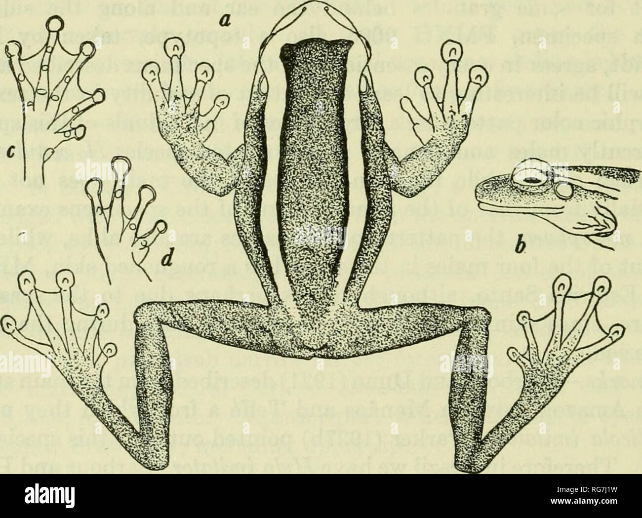 . Bulletin - United States National Museum. Science. 60 U. S. NATIONAL MUSEUM BULLETIN 206 Hyla mesophaea Hensel Figure 7 1856. Hyla leucophyllata (not of Beireis) Burmeister, p. 104, pi. 31, fig. 4. 1867. Hyla mesophaea Hensel, p. 154 (no type locality given).—Peters,1872b, p. 772.—BouLENGER, 1882a, p. 366; 1886b, p. 444.—Werner, 1894a, p. 413.—Batjmann, 1912, p. 163.—L. Muller, 1922, p. 170.—Nieden, 1923, p. 291.—MiRANDA-RiBEiRO, 1926, p. 75, pi. 10, figs. 1, la.— B. LuTZ, 1947, p. 243.—Mertens, 1950, p. 175. Description.—Adult male, USNM 70518, Angra dos Reis, Rio de Janeiro. Vomerine teeth Stock Photo