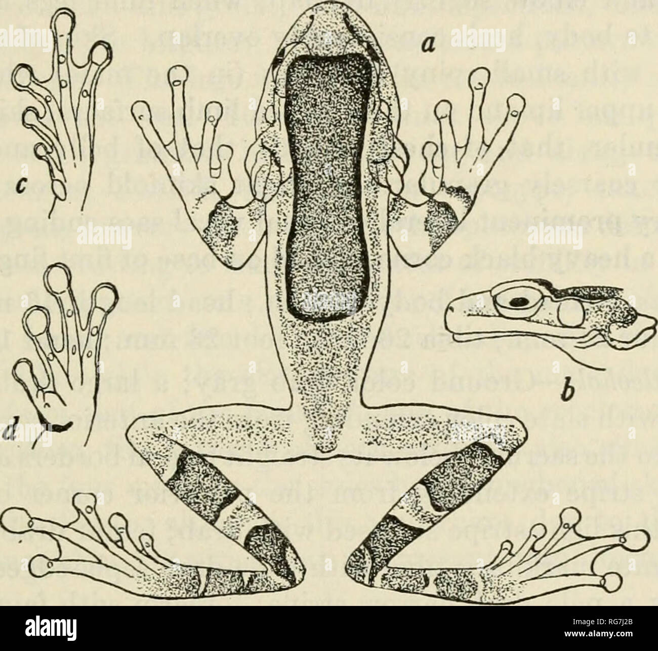 Frog Introduction . Bulletin - United States National Museum. Science. FROGS OF ...