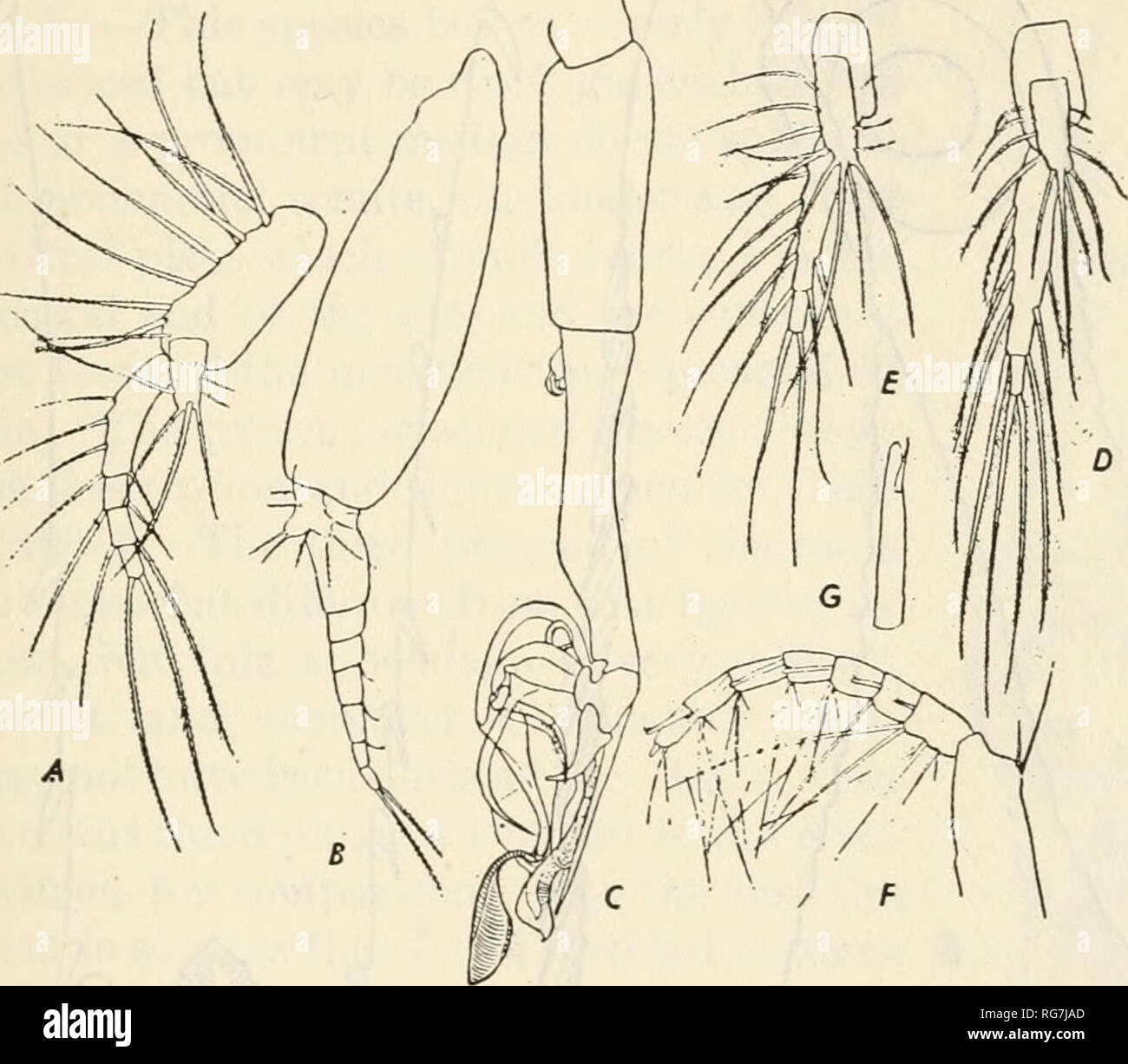 Bulletin United States National Museum Science A Review Of The Mysidacea 95 Male Pleopods Very Distinctive Especially Those Of The Second And Third Pairs The Endopod Of All The Pleopods