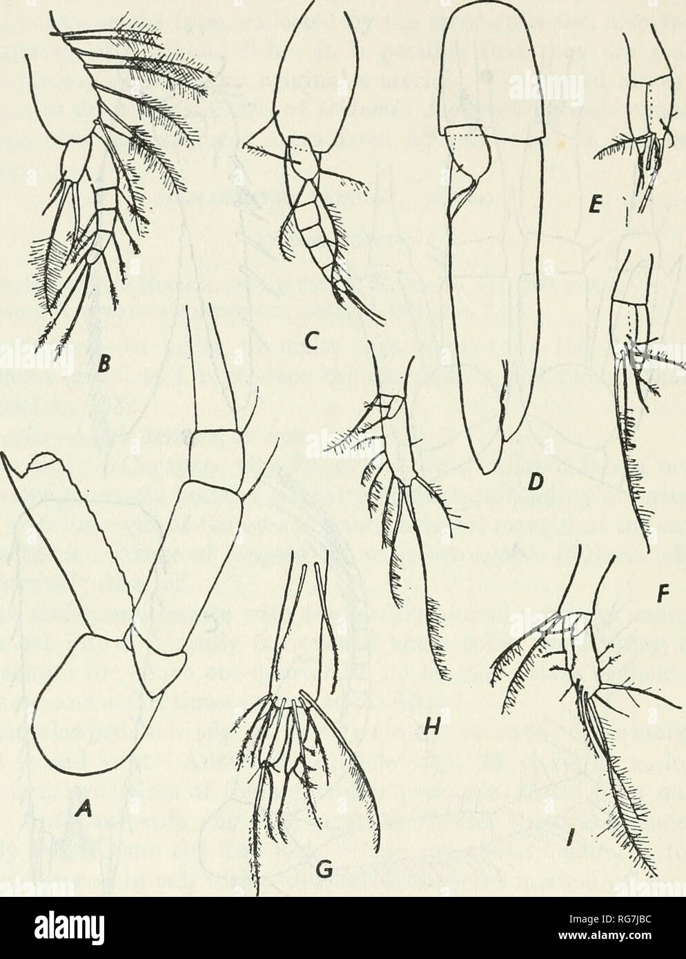 . Bulletin - United States National Museum. Science. 88 BULLETIN 2 01, UNITED STATEiS NATIONAL MUSEUM Pleopods of the female all biramous; in the first pair (fig. 24, g) the rami are less than half as long as the peduncle, equal in length, and armed with a few plumose setae; the distal margin of the basal joint armed with several very long plumose setae; in the remaining. Figure 24.—Archaeomysis maculata (Holmes): a, Antennal scale and peduncle, X 78; b, first pleopod of male, X 100; c, second pleopod of male, X 100; d, third pleopod of male, X 100; e, fourth pleopod of male, X 100;/, fifth pl Stock Photo