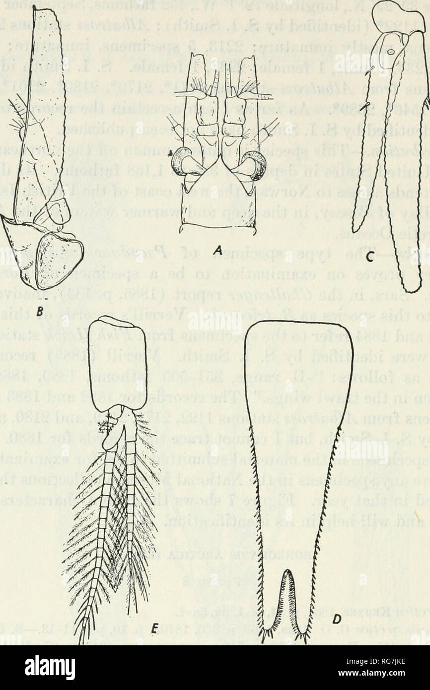 . Bulletin - United States National Museum. Science. 50 BULLETIN 2 01, UNITED STATES NATIONAL MUSEUM. Figure 8.—Boreomysis arctica (Kroyer): a, Dorsal view of anterior end; b, antennal scale; c, uropods; d, telson; e, third pleopod of male. (After G. O. Sars.) 39°49'25&quot; N., longitude 69°49' W., 12:45 p. m., August 4, 1881, 516 fathoms; Albatross stations: 2046, 25 specimens, mostly immature; 2078, 2 males; 2213, 1 adult female and 7 immature specimens; 2215, 3 immature specimens; 2235, 1 adult female and 1 immature specimen; 2654, 1 adult female. S. I. Smith identified specimens from Alba Stock Photo