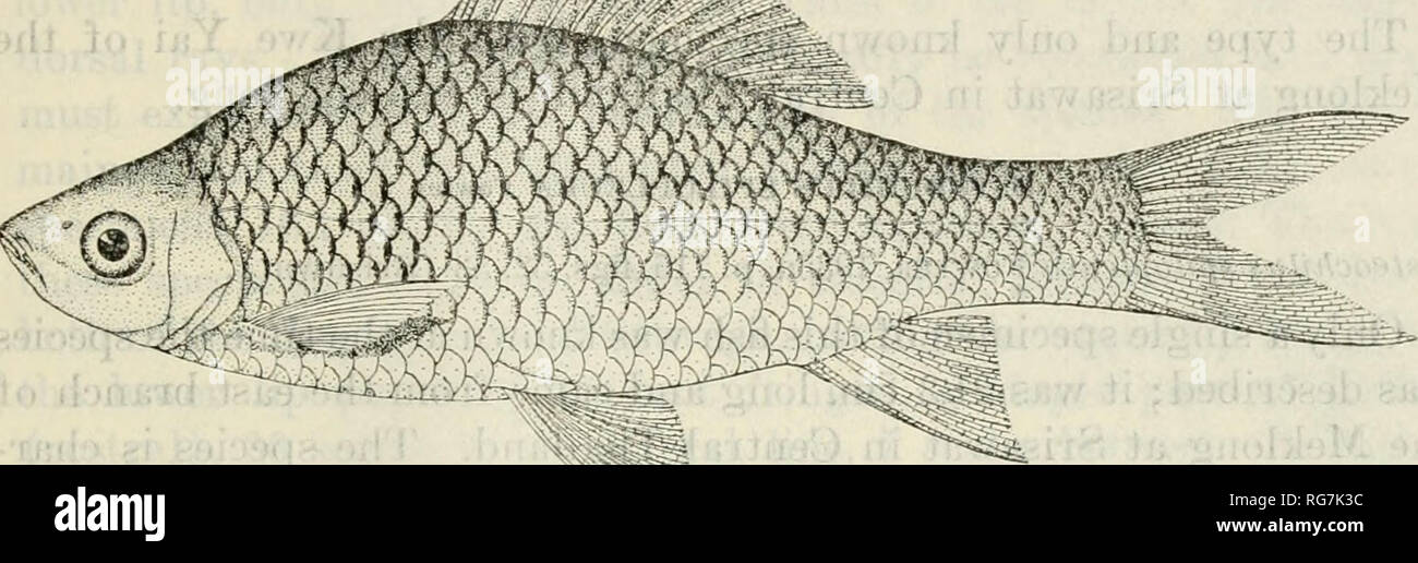 Bulletin - United States National Museum. Science. FRESH-WATER FISHES OF SIAM, OR THAILAND 217 nor abundant. Definite locality records are for the Menani Chao Phya and the Meklong. The British Museum Bulletin - United States National Museum. Science. FRESH-WATER FISHES OF SIAM, OR THAILAND 217 nor abundant. Definite locality records are for the Menani Chao Phya and the Meklong. The British Museum