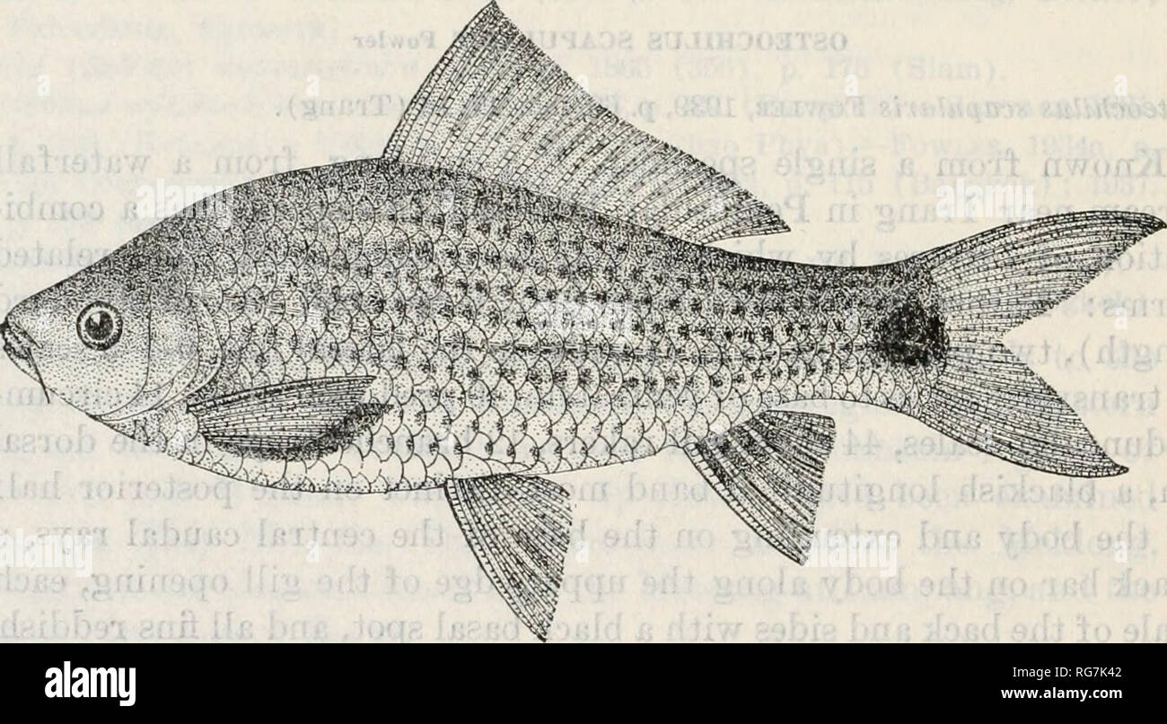 . Bulletin - United States National Museum. Science. 214 BULLETIN 188, UNITED STATES NATIONAL MUSEUM ing far behind the dorsal fin in O. mttatu^s), in the more complicated lips, and in coloration. OSTEOCHILUS HASSELTH (Cuvier and Valenciennes) Figure 37 Rohita hasseltii Ctjvieb and Vai.knciennes, 1842, vol. 16, p. 274 (locality not given). Rohita (Rohita) hasaelti Blekker, 18G5 (347), p. 35 (Slam). Rohita (Rohita) hasseltii Bleekek, 1865 (356), p. 175 (Siam). Osteochilus hasseltii Sauvage, 1883b, p. 152 (Meuam Chao Phya) .^Fowlek, 1934a, p. 115 (Chiengmai, Chautabun) ; 1935a, p. 115 (Bangkok)  Stock Photo