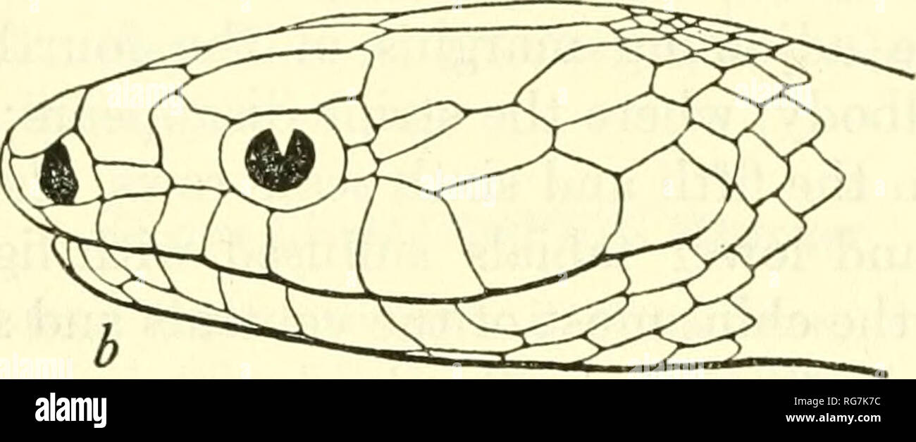. Bulletin - United States National Museum. Science. THE HERPETOLOGY OF HISPANIOLA ALSOPmS MELANICHNUS Cope Figure 106 351 1862. Alsophis melanichnus Cope, Proc. Acad. Nat. Sci. Philadelphia, 1862, p. 76.—BouLENGER, Catalogue of the snakes in the British Museum, vol. 2, p. 122, 1894 (part under Dromicus sanctae-crucis).—Barbour, Bull. Mus. Conip. ZooL, vol. 44, art. 2, p. 335, 1914 (not of Cope); Zoologica, vol. 11, No. 4, p. 112, 1930; vol. 19, No. 3, p. 136, 1935; Bull. Mus. Comp. Zool., vol. 82, No. 2, p. 156, 1937. 1929. Leimadophis antillensis sancticrucis Amaral, Mem. Inst. Butautan, vol Stock Photo