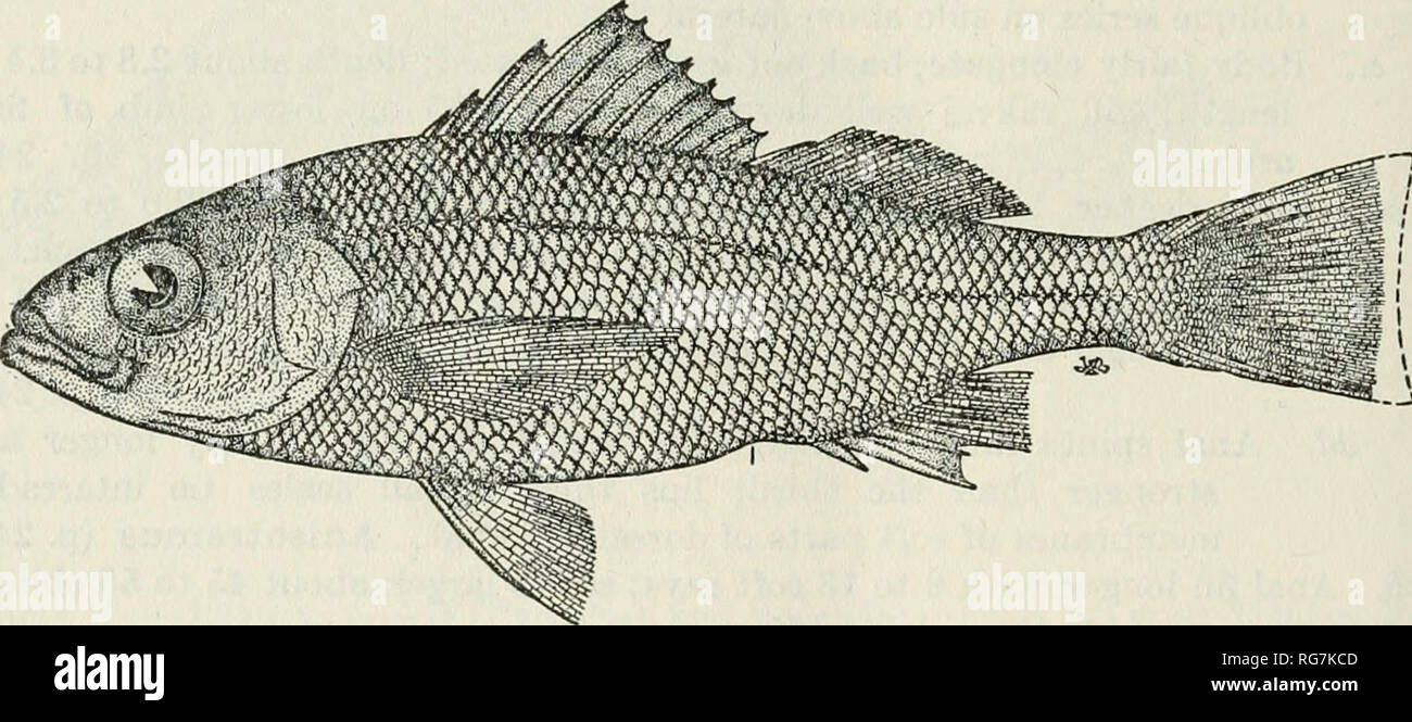 . Bulletin - United States National Museum. Science. 244 BULLETIN 189, UNITED STATES NATIONAL MUSEUM CONODON MACROPS, new species Ojo de uva Figure 53 Conodon serrifer Evermann and Radcliffe (not of Jordan and Gilbert), 1917, p, 82, pi. 8, fig. 2, Capon, region of Tumbes, Peru (references, but apparently not pertaining to this species; description). Head 3.17; depth 3.3; D. XII, 12; A. Ill, 7; P. 16; scales 50. Body rather elongate, compressed, its greatest thicloiess somewhat greater than half its depth; back rather low; dorsal profile anteriorly gently convex; ventral outline gently convex;  Stock Photo