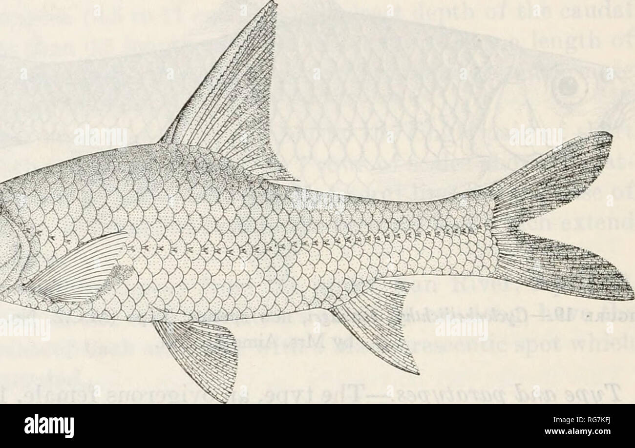 . Bulletin - United States National Museum. Science. 146 BULLETIN 188, UNITED STATES NATIONAL MUSEUM Northern Thailand, of whicli the excellent series of this species forms a part. CYCLOCHEILICHTHYS ENOPLOS (Bleeker) Figure 20 Barbus enoplos Bleeker, 1850 (25), p. 16 (Kalimas River, Surabaya, Java). Cyclocheilichthys nuicracanthtis Bleeker, 1865 (347), p. 35 (Siam) ; 1865 (356), p. 175 (Siam). Cyclocheilichthus enoplos Weber and de Beaufort, 1916, vol. 3, p. 158 (Siam).— Fowler, 1935a, p. 121 (Bangkok) ; 1937, p. 184 (Bangkok). The range of this species covers Java, Sumatra, and Thailand. It i Stock Photo