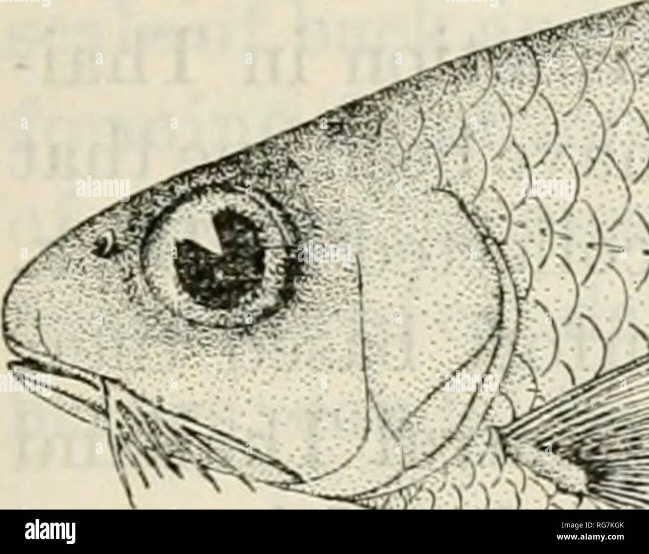 Bulletin - United States National Museum. Science. FRESH-WATER FISHES OF  SIAM, OR THAILAND 143. -tJiiiif Figure 18.—Cyclocheilichthys heteronema  (Bleeker). Drawn by Nal Chote Suvatti; courtesy of the Thailand Government.  The species
