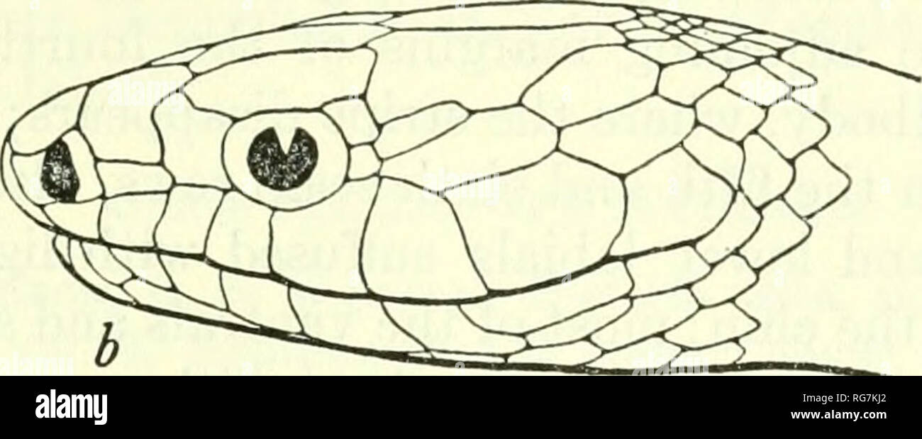 . Bulletin - United States National Museum. Science. THE HERPETOLOGY OF HISPANIOLA ALSOPfflS MELANICHNUS Cope Figure 106 351 1862. Alsophis melanichnus Cope, Proc. Acad. Nat. Sci. Philadelphia, 1862, p. 76.—Boulenger, Catalogue of the snakes in the British Museum, vol. 2, p. 122, 1894 (part under Dromicus sanctae-crucis).—Barbour, Bull. Mus. Comp. Zool., vol. 44, art. 2, p. 335, 1914 (not of Cope); Zoologica, vol. 11, No. 4, p. 112, 1930; vol. 19, No. 3, p. 136, 1935; Bull. Mus. Comp. Zool., vol. 82, No. 2, p. 156, 1937. 1929. Leimadophis antillensis sandierucis Amaral, Mem. Inst. Butantan, vo Stock Photo