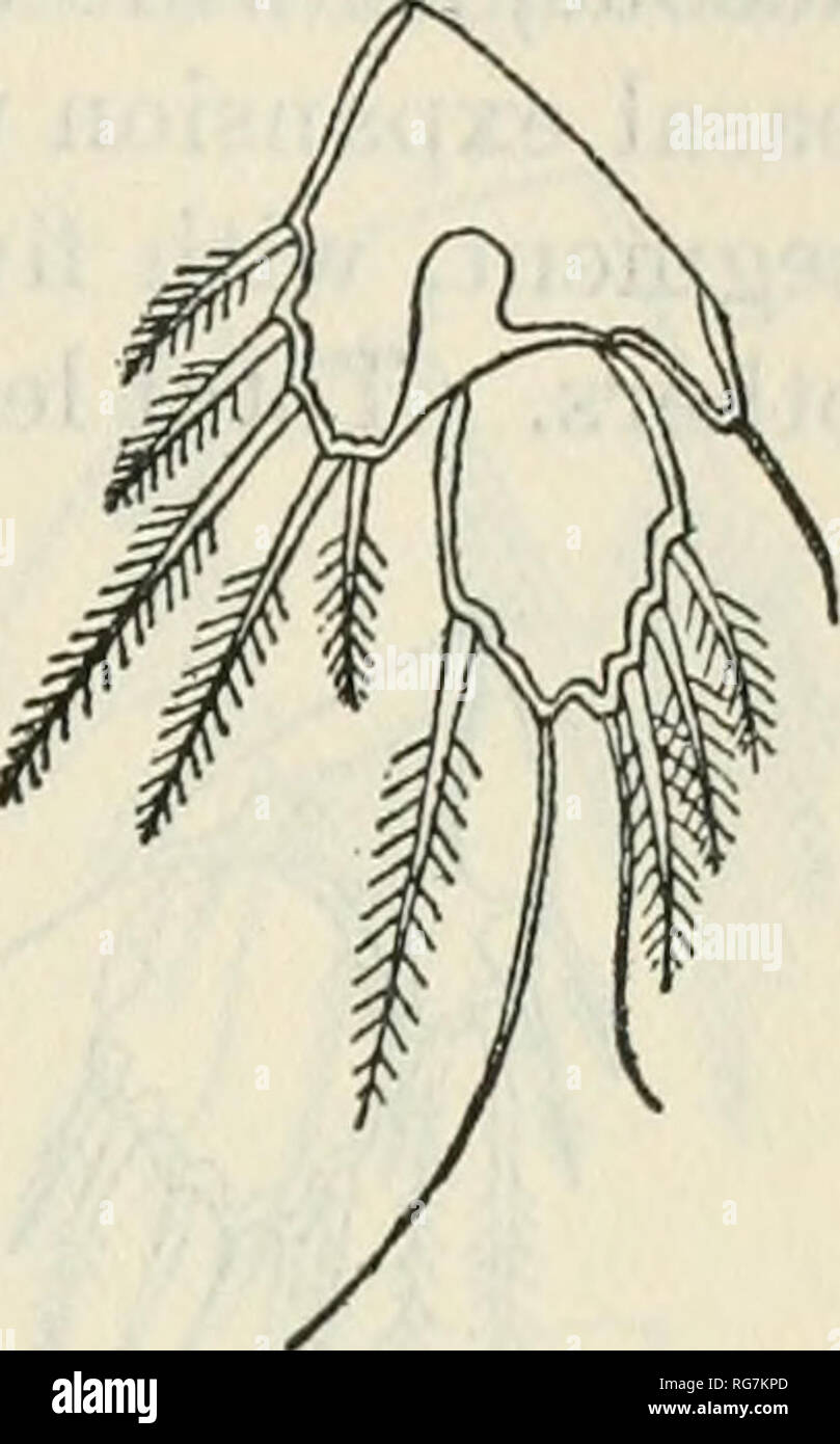 . Bulletin - United States National Museum. Science. COPEPODS OF THE WOODS HOLE REGION 221 AMPHIASCUS PARVUS Sars Figure 148 Amphiascus parvus Saks, Crustacea of Norway, vol. 5, p. 162, pi. 103, 1906. Occurrence.—A single female was obtained in a surface tow from the wharf of the Bureau of Fisheries at Woods Hole, August, 1925. The specimen was captured by C. H. Blake, who was working upon copepods at the Marine Biological Laboratory. It was carefully dis- sected and mounted, and the present author was kindly allowed to examine the mount and drawings and to include it in the present list. Dist Stock Photo