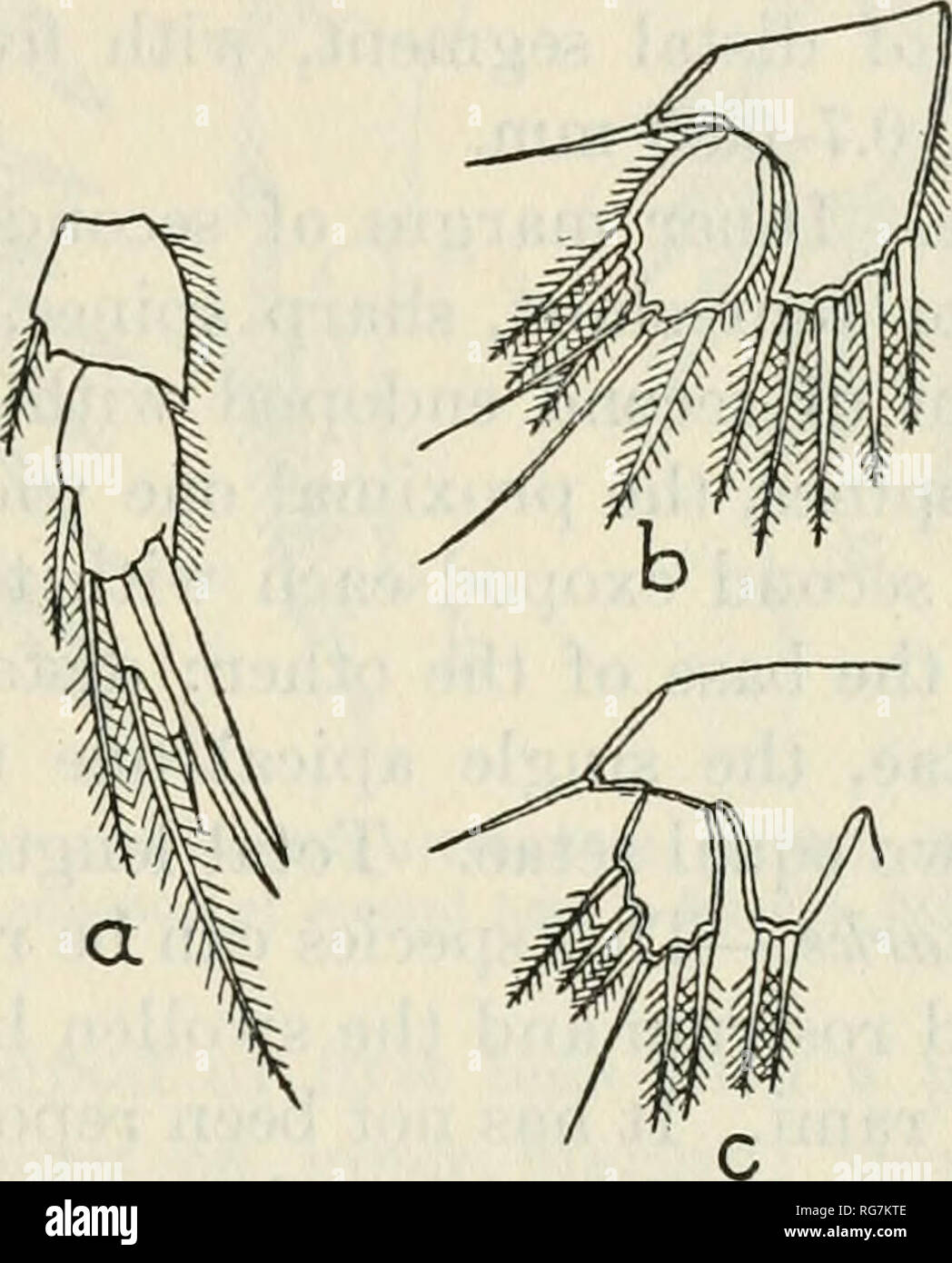 . Bulletin - United States National Museum. Science. Figure 144.—Amphiascus obscurus: a, Male, endo- pod of second leg; h, fe- male, fifth leg; c, male, fifth leg Figure 145.—Amiyhiaseus lonffiros- tris: a, Male, endopod of second leg; b, female, fifth leg; C, male, fifth leg expansion very short, with two equal apical setae. Total length, 0.75-0.9 mm. Remarks.—When alive this species can be easily distinguished by its color; when preserved the seven large setae on the dis'.al segment of the fifth legs furnish the best single character. The presence of the species in the brackish ponds on Chap Stock Photo