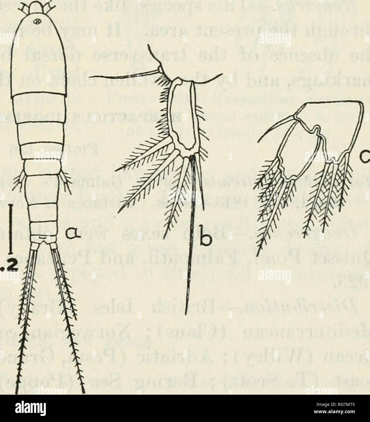 . Bulletin - United States National Museum. Science. COPEPODS OF THE WOODS HOLE REGION&quot; 185 inner distal corner elongated and plumose. Fifth legs very small, distal segment club-shaped, the three outer setae spiniform; basal segment without inner expansion. Total length, 0.55-0.7 mm. Remarks.—^When alive, and even after preservation in formalin, this species can be recognized by the transverse bands of reddish brown on the dorsal surface. It has not been reported before from our Atlantic coast. Found in fresh, brackish, and salt water. HARPACTICUS CHELIFER (Muller) Figure 125 Cyclops chel Stock Photo