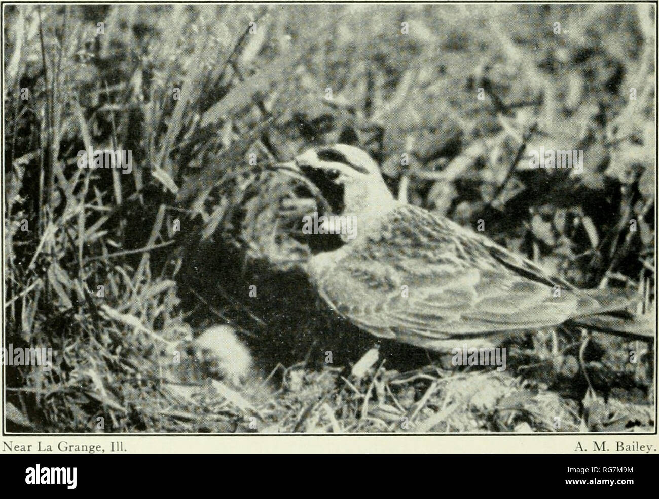 . Bulletin - United States National Museum. Science. Near 1 Wis., April 16, 1937. Female incubating. ' : S'r t.. ind Carl Kinzel. Cuurtesy Murl Deusing.. Near La Grange, 111 L A. M. Bailey. I. â ilorado Museum of Natural Historx'. Male at nest. Prairie horned lark.. Please note that these images are extracted from scanned page images that may have been digitally enhanced for readability - coloration and appearance of these illustrations may not perfectly resemble the original work.. United States National Museum; Smithsonian Institution; United States. Dept. of the Interior. Washington : Smit Stock Photo