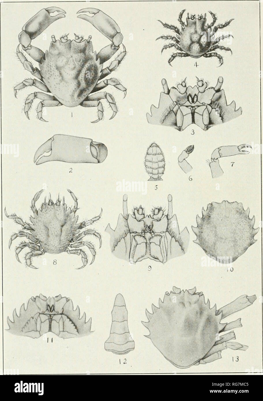 . Bulletin - United States National Museum. Science. U. S. NATIONAL MUSEUM BULLETIN 129 PLATE 250. 1-4. PITHO QUINQUEDENTATA. 'PAGE 361.1 5-9. P. SEXDENTATA. (PAGE 367.) 10. P. OUADRIDENTATA. &lt;PAGE 369.) Il-|3. P. LAEVIGATA. &quot;PAGE 372) For explanation of plate see pages 592 and 593. Please note that these images are extracted from scanned page images that may have been digitally enhanced for readability - coloration and appearance of these illustrations may not perfectly resemble the original work.. United States National Museum; Smithsonian Institution; United States. Dept. of the Int Stock Photo