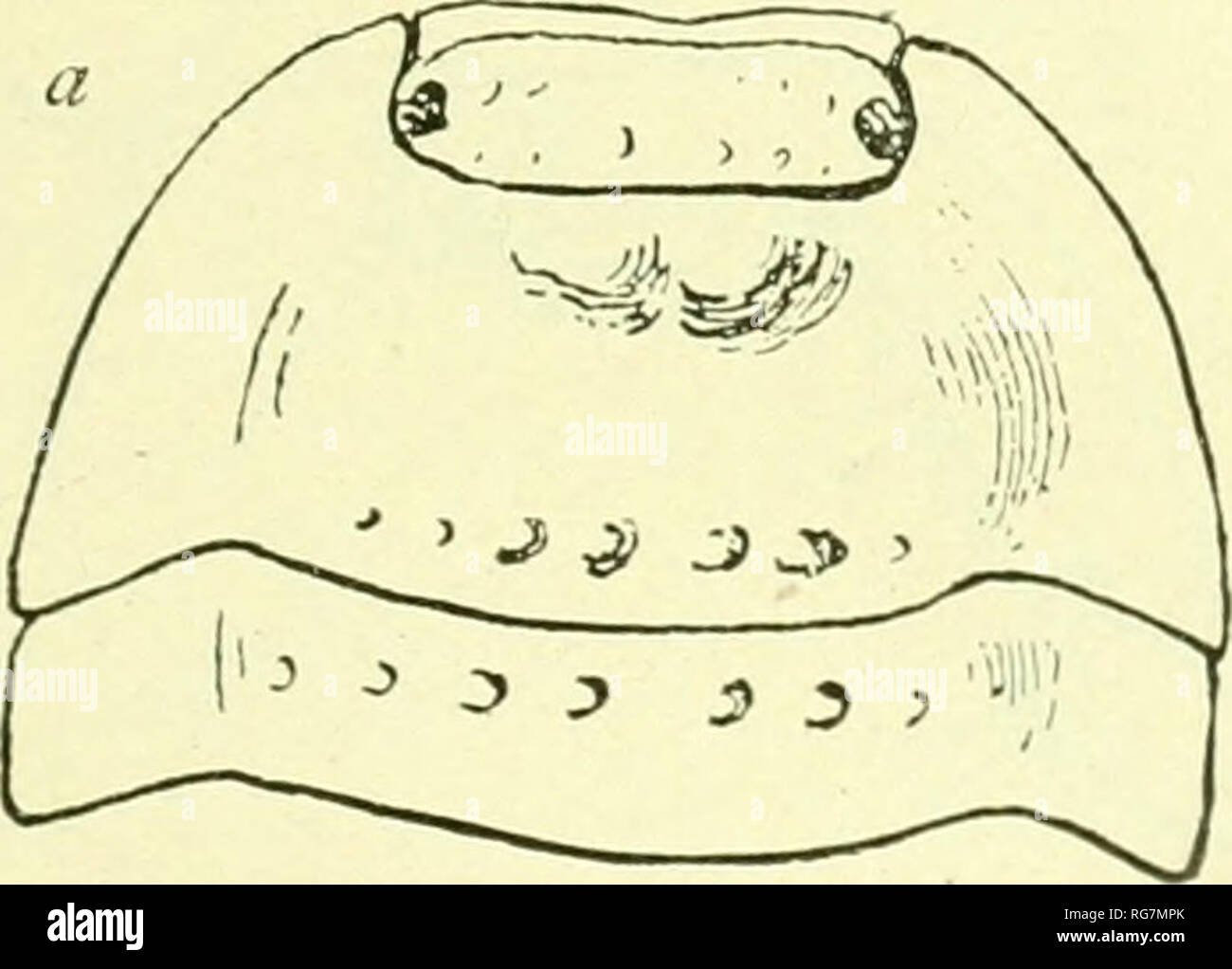 . Bulletin - United States National Museum. Science. TSOPODS OF NORTH AMERICA. 641 Loealifi/.—yLvLStique Ishind, West Indies. &quot;Beiitt'ii from brush.&quot;' &quot;Bod}&quot; rather wide, moderutely convex, sliohtly tuhercuhiled on the pereion. Cephalon: prellum twice as short as the second. Pereion: first seoment with two antero-median rounded tul)ercles; lateral edges slightly raised; coxopodite hardly perceptible, as a very small process below the leg. Second segment without a distinct cox- opodite. Pleon, telson: pl(H)telson longer than wid(% smooth, with a mimite longitudinal wrinkle n Stock Photo