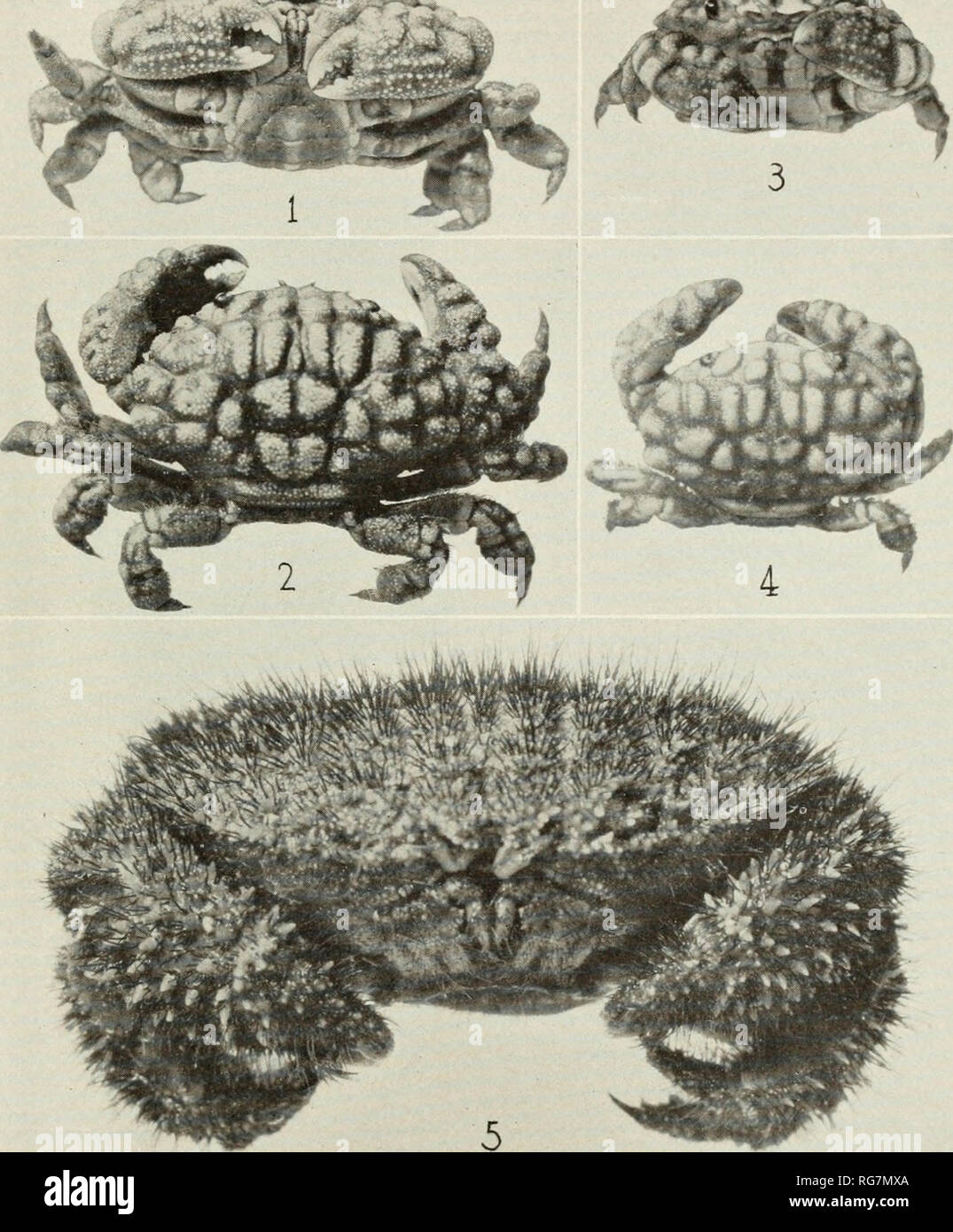 . Bulletin - United States National Museum. Science. U. S. NATIONAL. MUSEUM BULLETIN 152 PLATE 105 ;^ ^5^'^*,. 1, 2. ACTAEA RUFOPUNCTATA NODOSA (P. 257). 3, 4. A. SULCATA (P. 259). 5. A. ACANTHA (P. 261) FOR EXPLANATION OF PLATE SEE PAGE 575.. Please note that these images are extracted from scanned page images that may have been digitally enhanced for readability - coloration and appearance of these illustrations may not perfectly resemble the original work.. United States National Museum; Smithsonian Institution; United States. Dept. of the Interior. Washington : Smithsonian Institution Pres Stock Photo