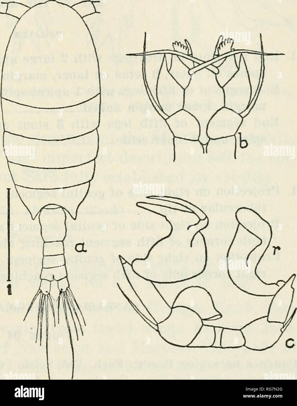 . Bulletin - United States National Museum. Science. COPEPODS OF THE WOODS HOLE REGION PHYLLOPUS BIDENTATUS Brady Figure 93 137 S. Challmyer, vol. 8, pt. 23, Scott, Siboya-Bxpeditie, 29a, Phyllopus Udentatus Brady, Voyage of H. M. Copepoda, p. 78, pi. 5, figs. 7-16, 1883.—A Copepoda, pt. 1, p. 147, pi. 45, figs. 1-9, 1909. Occurrence.—One female taken in a vertical haul, Station 20107, Grampus, off Georges Bank. Distribution.—South Atlantic, off Buenos Aires (Brady) ; Gala- pagos Islands (Giesbrecht) ; northern Atlantic (Wolfenden) ; Cali- fornia coast (Esterly) ; Gulf of Guinea (T. Scott) ; M Stock Photo