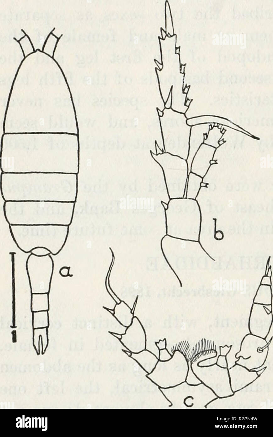. Bulletin - United States National Museum. Science. 132 BULLETIN 15 8, UNITED STATES NATIONAL MUSEUM HETERORHABDUS NORVEGICUS (Boeck) Figure 89 HeterocJiaeta norvegica Boeck, Forh. Vid.-Selsk. Christiania, 1872, p. 40. Ucterorhabdus norvegicus Saes, Crustacea of Norway, vol. 4, p. 118, pis. SO, 81,1902. Occurrence.—Five males and females in a vertical haul, Station 10295, Grampus, off Georges Bank; six males and females, vertical haul, Station 20044, Grainpus. Distribution.—Norwegian coast (Boeck, Sars); (Sars); Greenland, Faroe Channel (Norman) ; (Mrazek, Damas. Polar Basin Arctic Ocean and  Stock Photo
