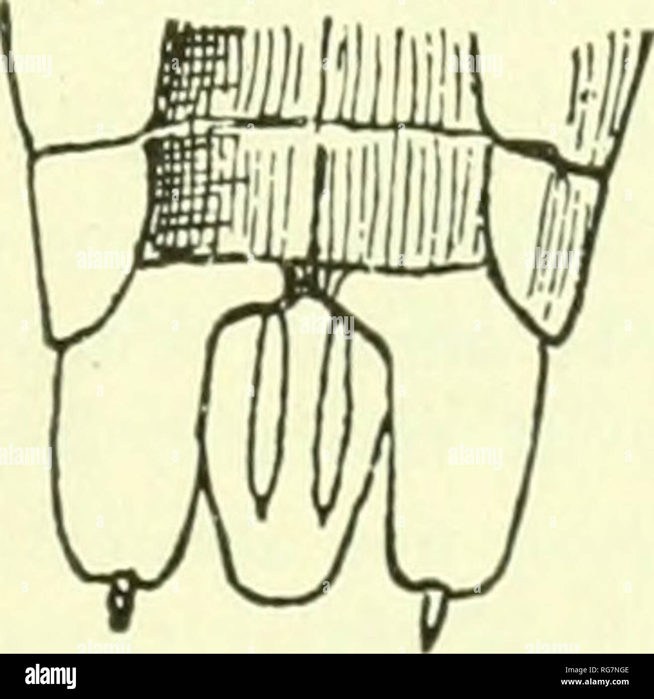 . Bulletin - United States National Museum. Science. Fig. 651.—Ethelum reflexum (After Dollfus). a, Head and first two segments of thorax (UPPER SIDE). 6, The same (underside), c, Fifth and sixth segments of abdomen and uro- PODA (upper side), cl, THE SAME (UNDERSIDE). Coxopodite of the second segment hidden under the bent side part of the segment. Pleon, telson: the lateral parts being nearly folded underneath, the hind edge of segments (3-5) seems straight from a dorsal view. Pleotelson flat, with curved sides and a blunt, rather rounded apex. Uropoda: basis with a large oblong processus; en Stock Photo