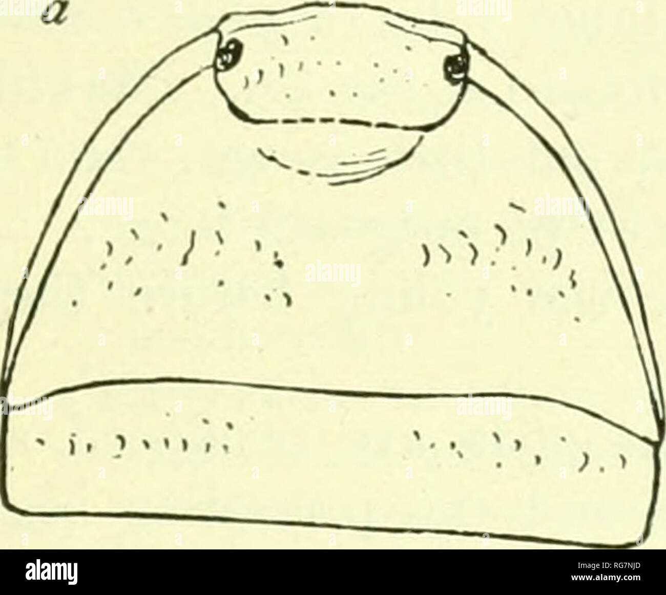 . Bulletin - United States National Museum. Science. ISOPODS OF NORTH AMERICA. 591 &quot; Body slightly granulated, very convex, and narrowed backward, the side parts of the pereion (segments 2-7) and of the [)k&gt;on tending downward. Cephalon: prosepistonia with a sliield-like triangular convexity; the prosepistonia is continuous with the forehead in the middle and separated from it on both sides by a transverse, incomplete, preocular cut. P]yes moderate; ocelli about 12. Antennie short; Hagellum small, first joint four times shorter than the second. Pereion: first segment with tlie antero-m Stock Photo