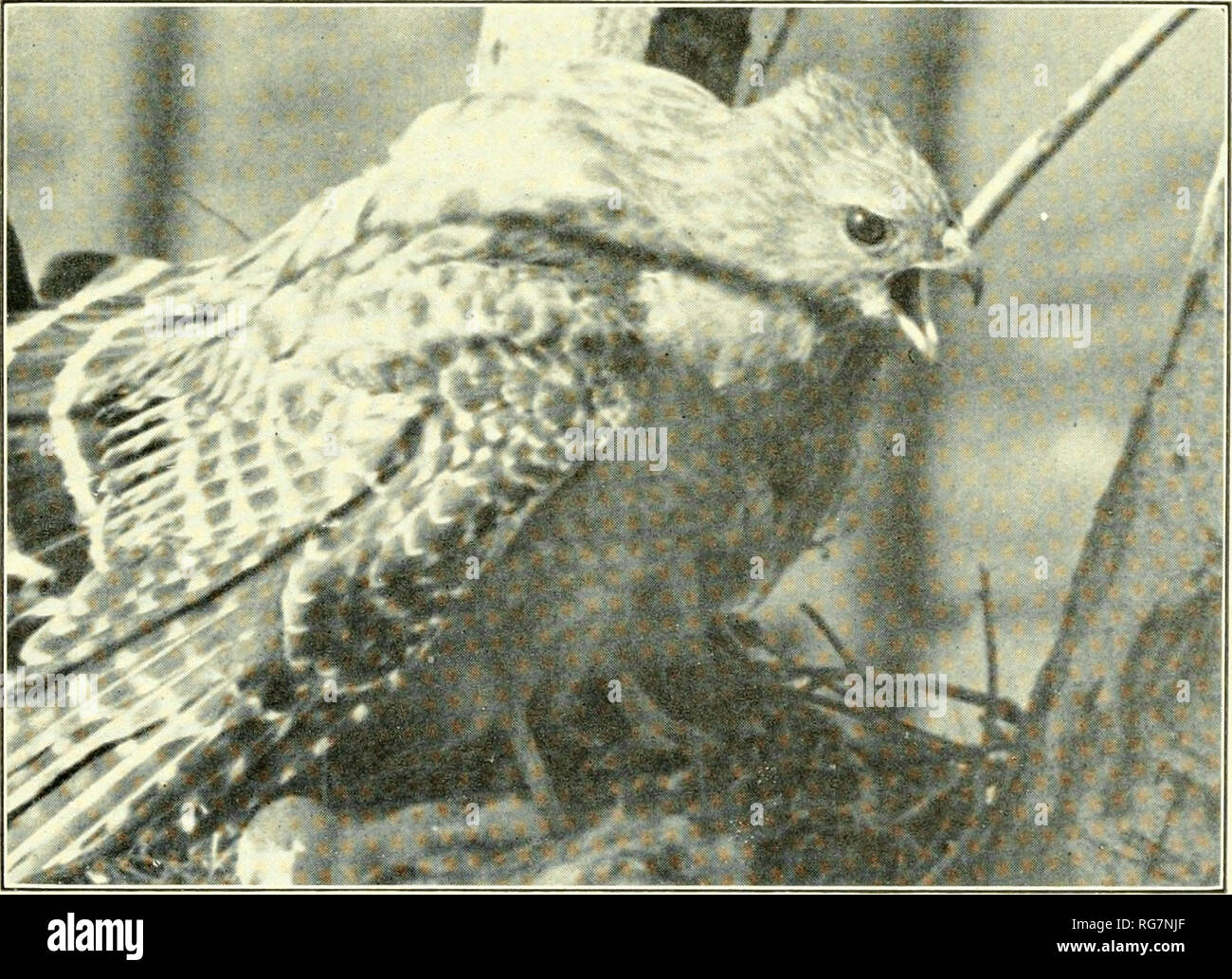. Bulletin - United States National Museum. Science. IiicabaTiiu. Cook County, 111., April 18, I'OV. Defiant. Northern Red-shouldered hawk. . M. Bailey.. Please note that these images are extracted from scanned page images that may have been digitally enhanced for readability - coloration and appearance of these illustrations may not perfectly resemble the original work.. United States National Museum; Smithsonian Institution; United States. Dept. of the Interior. Washington : Smithsonian Institution Press, [etc. ]; for sale by the Supt. of Docs. , U. S. Govt Print. Off. Stock Photo
