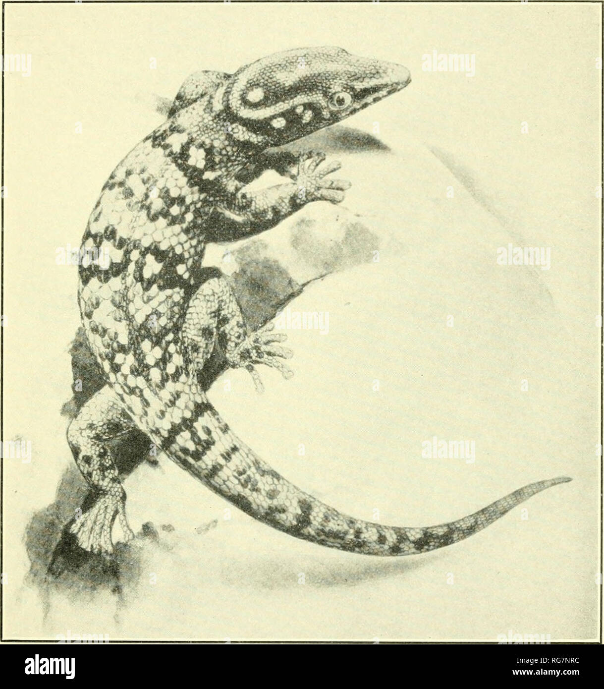 . Bulletin - United States National Museum. Science. U S. NATIONAL MUSEUM BULLETIN 177 PLATE 1. SPHAERODACTYLUS COPEI Dorsal view, showing color pattern, of M.C.Z. No. 3342, from Grand Anse River, Haiti; type of S. picturatus Garman. (After Barbour, Mem. Mus. Comp. Zool., vol. 47, No. 3, 1921.). Please note that these images are extracted from scanned page images that may have been digitally enhanced for readability - coloration and appearance of these illustrations may not perfectly resemble the original work.. United States National Museum; Smithsonian Institution; United States. Dept. of th Stock Photo